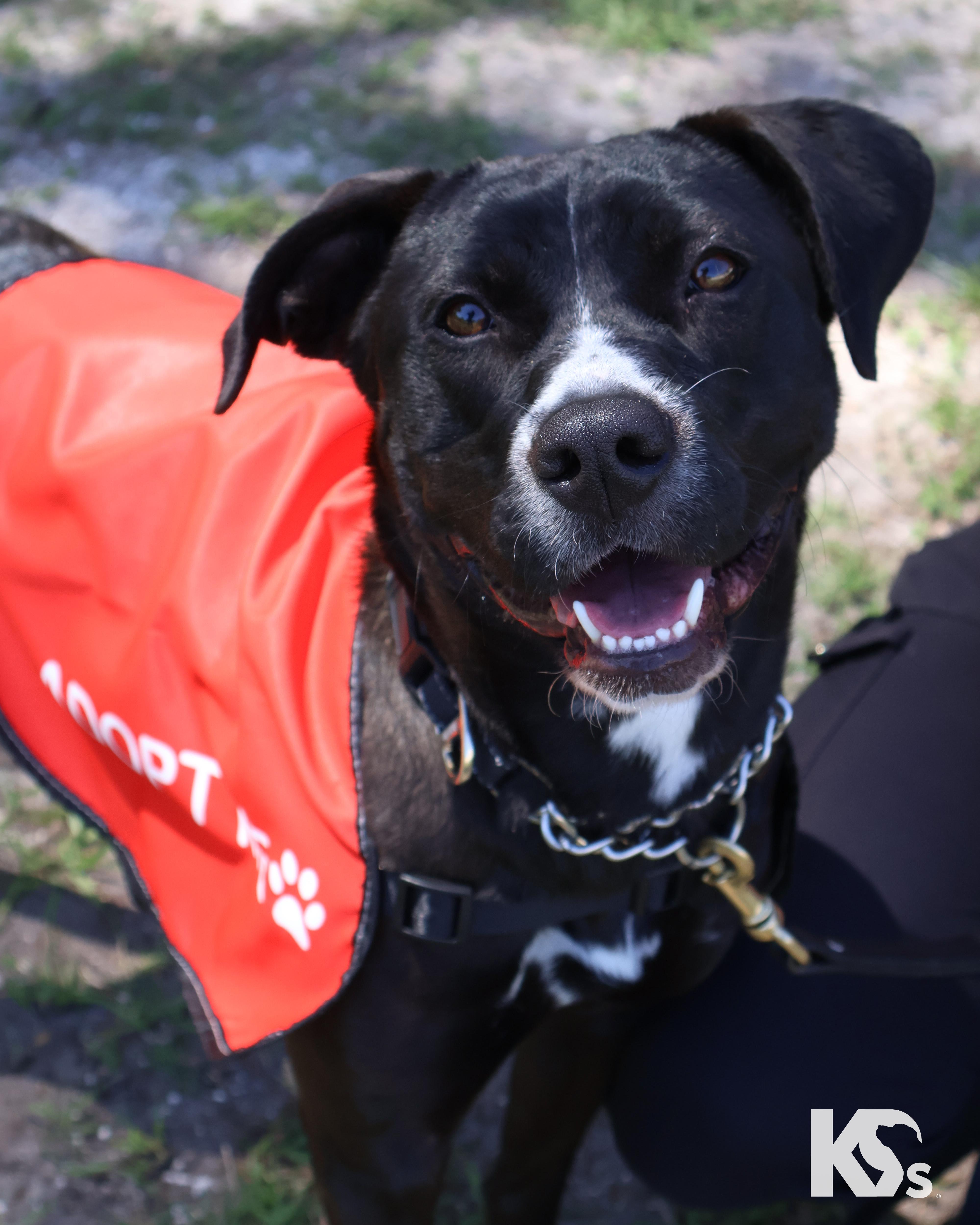 Enlarge Terra, an adopted mixed breed in Ponte Vedra, FL image 1/6