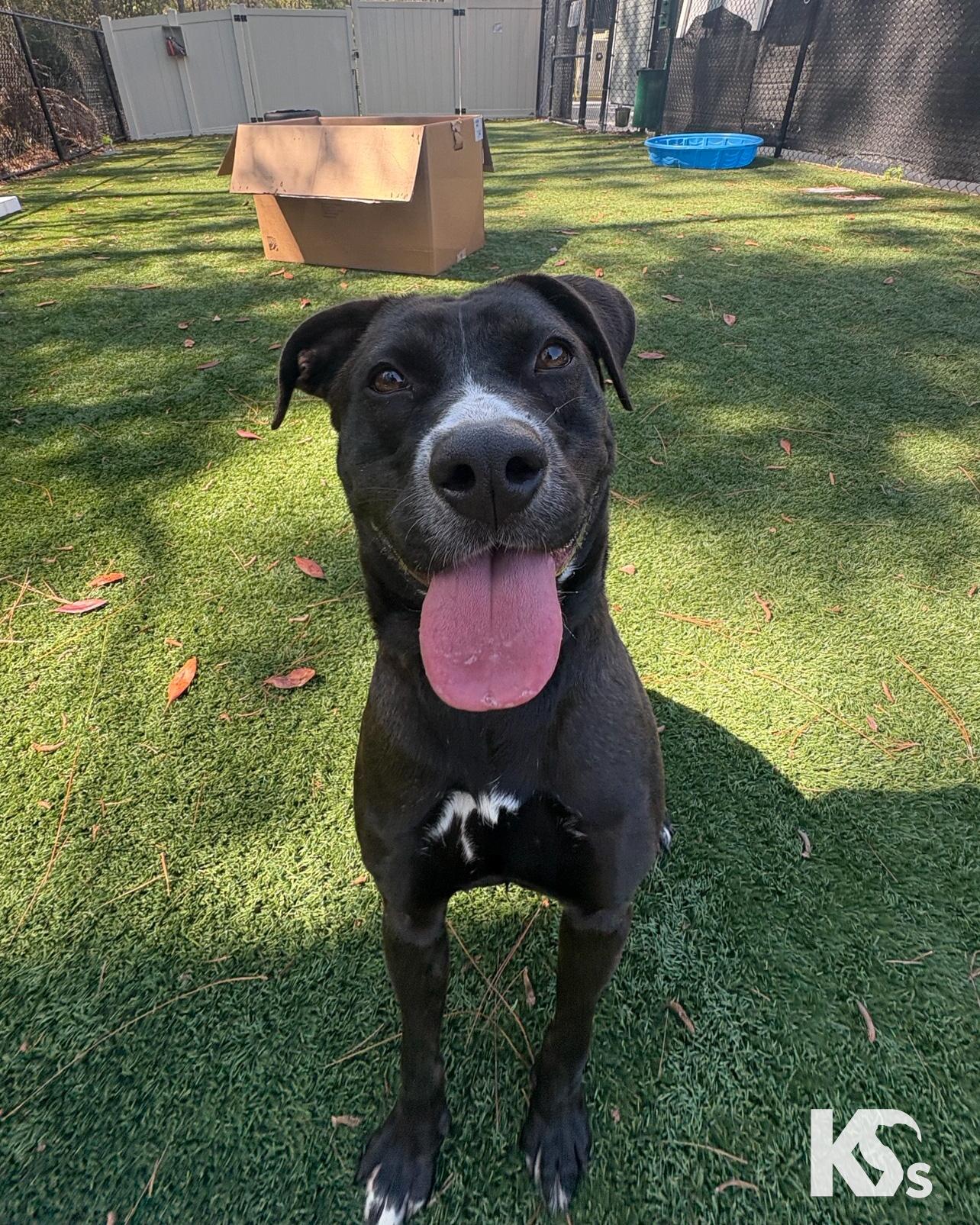 Enlarge Terra, an adopted mixed breed in Ponte Vedra, FL image 5/6