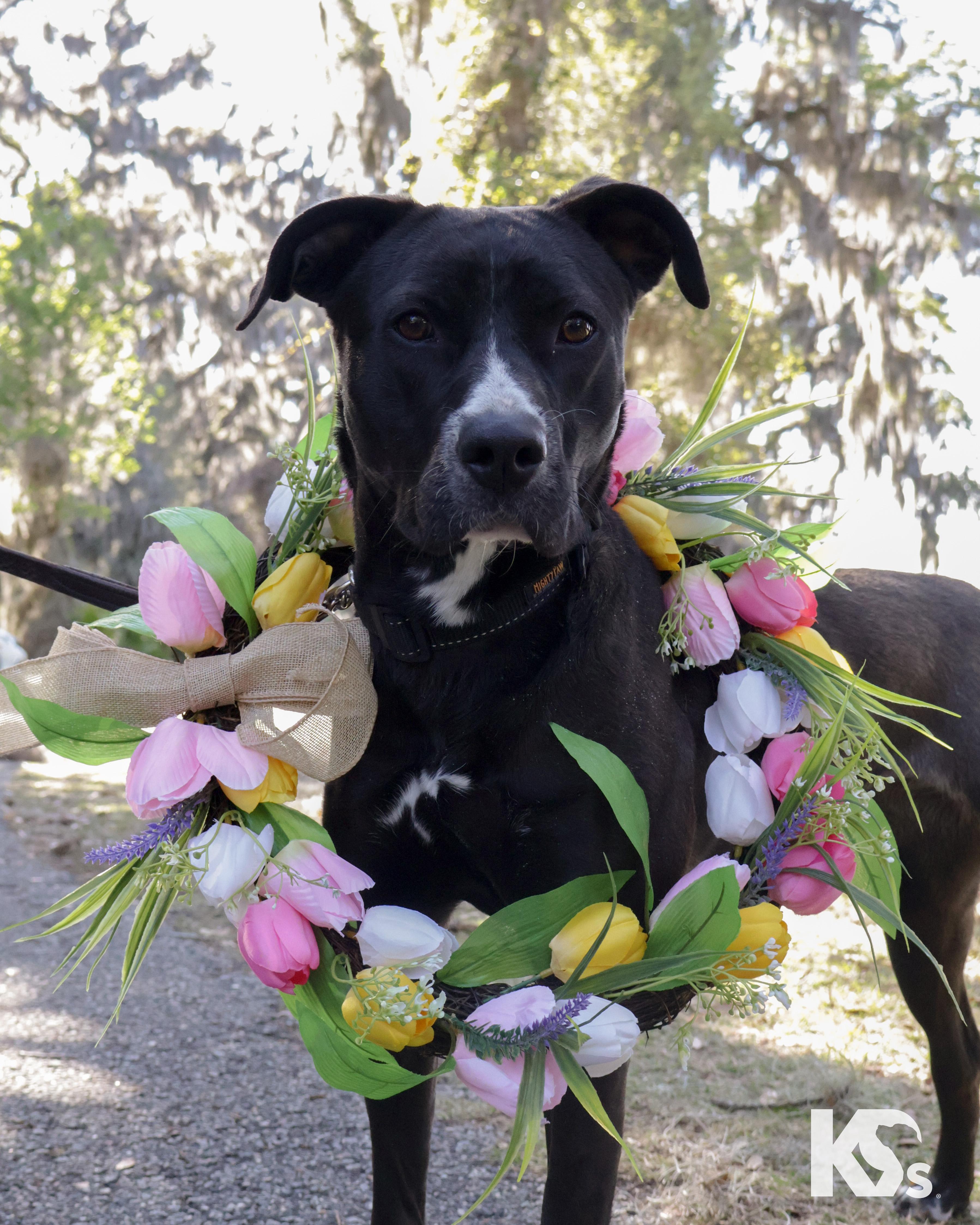 Enlarge Terra, a ADOPTABLE mixed breed in Ponte Vedra, FL image 5/5
