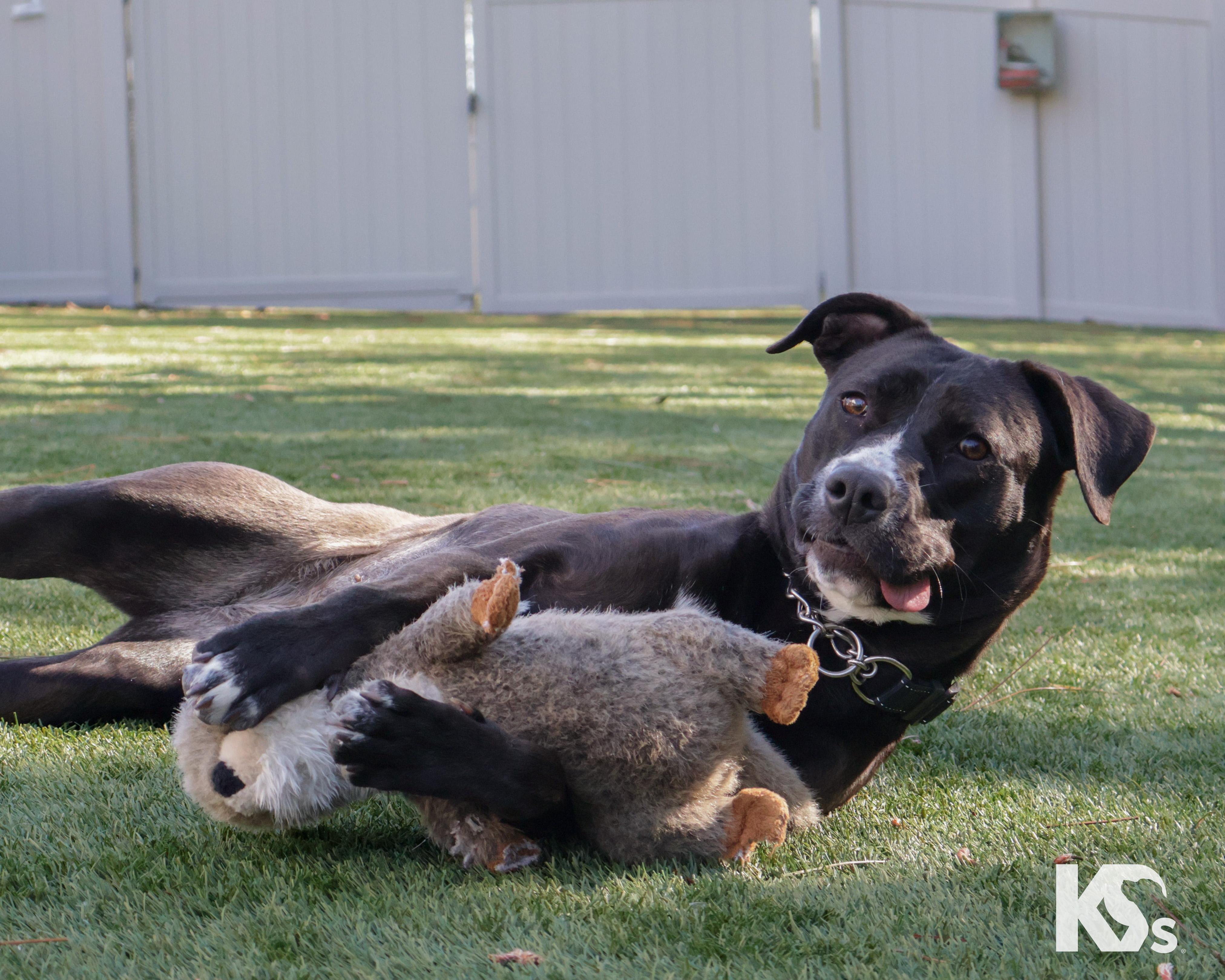 Enlarge Terra, an adopted mixed breed in Ponte Vedra, FL image 6/6