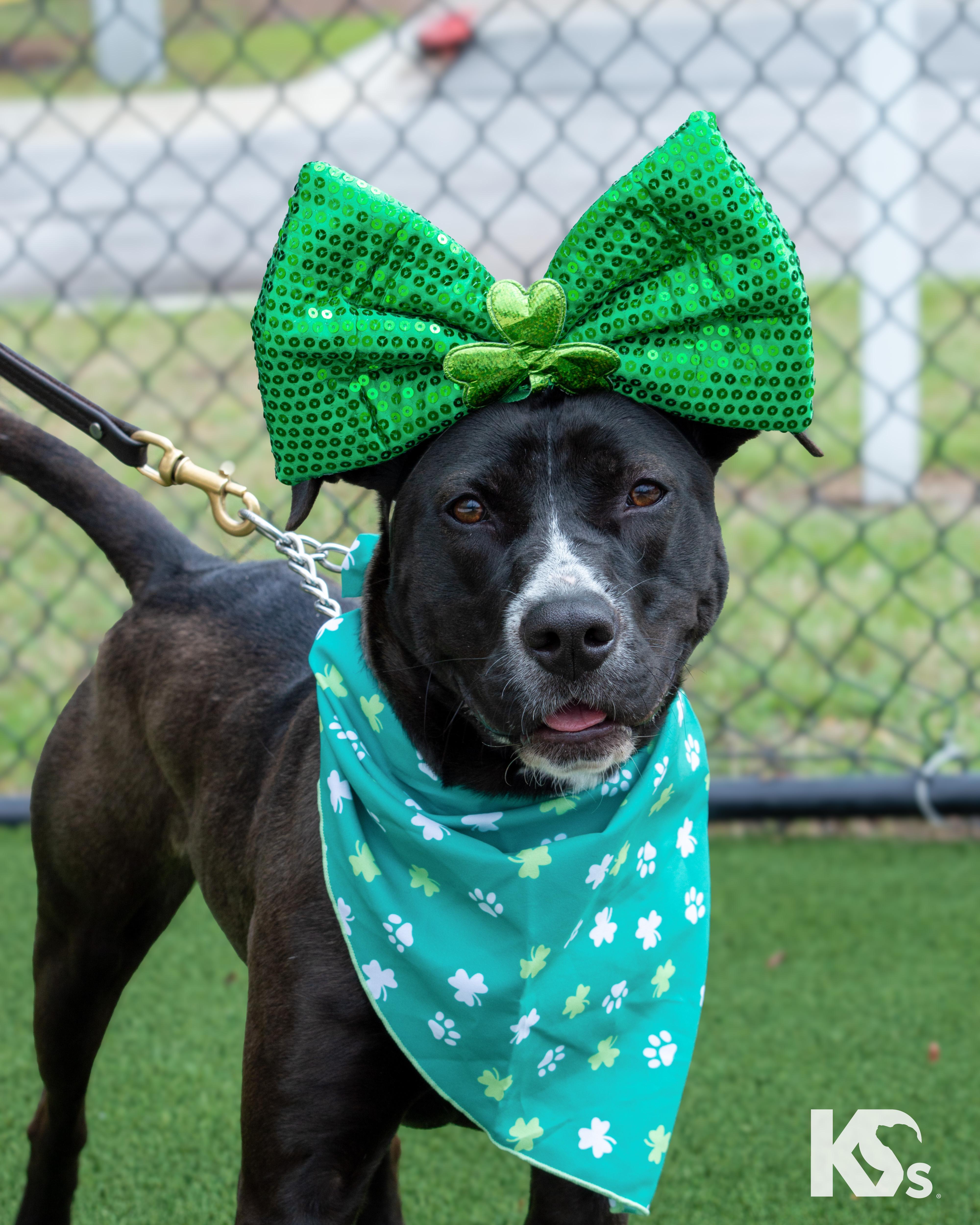 Terra, ADOPTABLE, Young Female American Staffordshire Terrier & Blue Lacy.