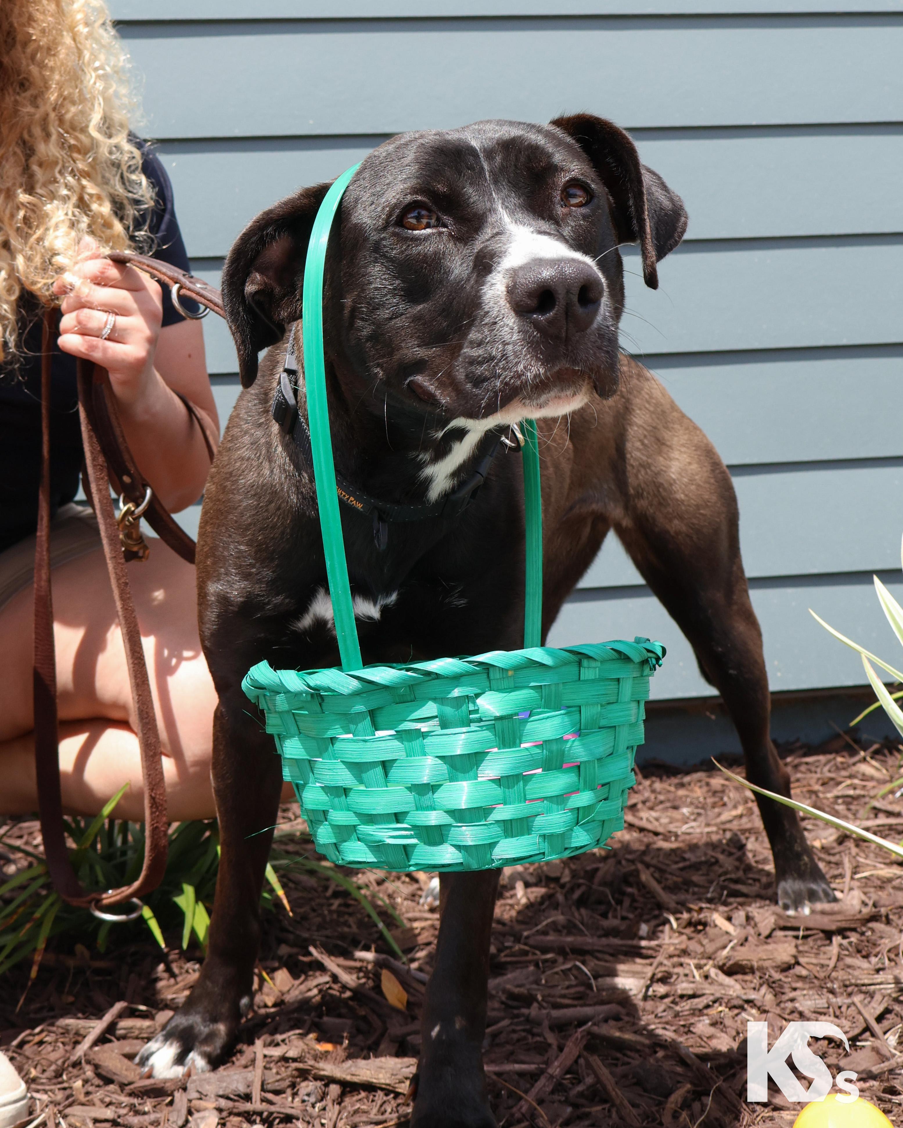 Enlarge Terra, an adopted mixed breed in Ponte Vedra, FL image 4/6