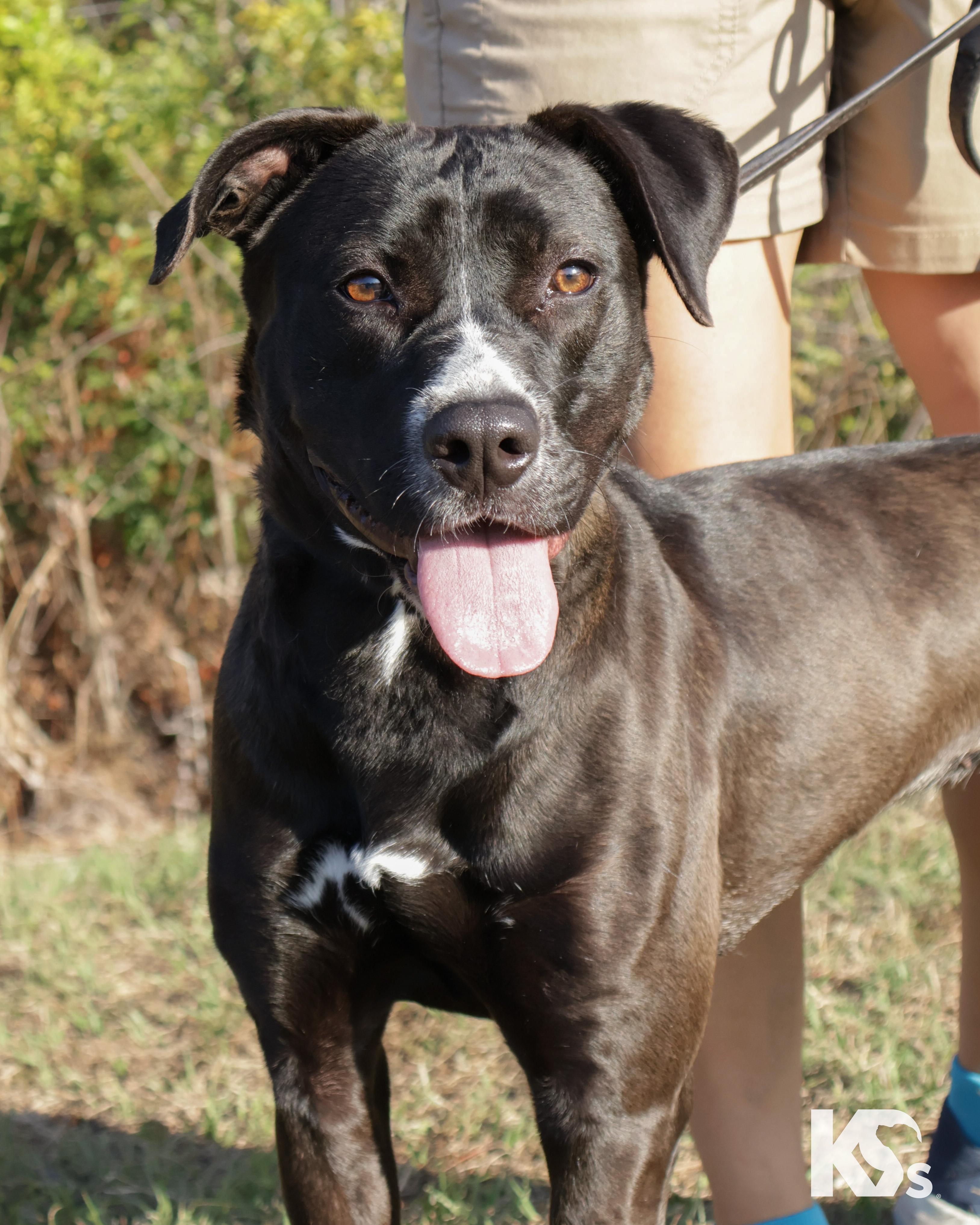 Enlarge Terra, a ADOPTABLE mixed breed in Ponte Vedra, FL image 2/5