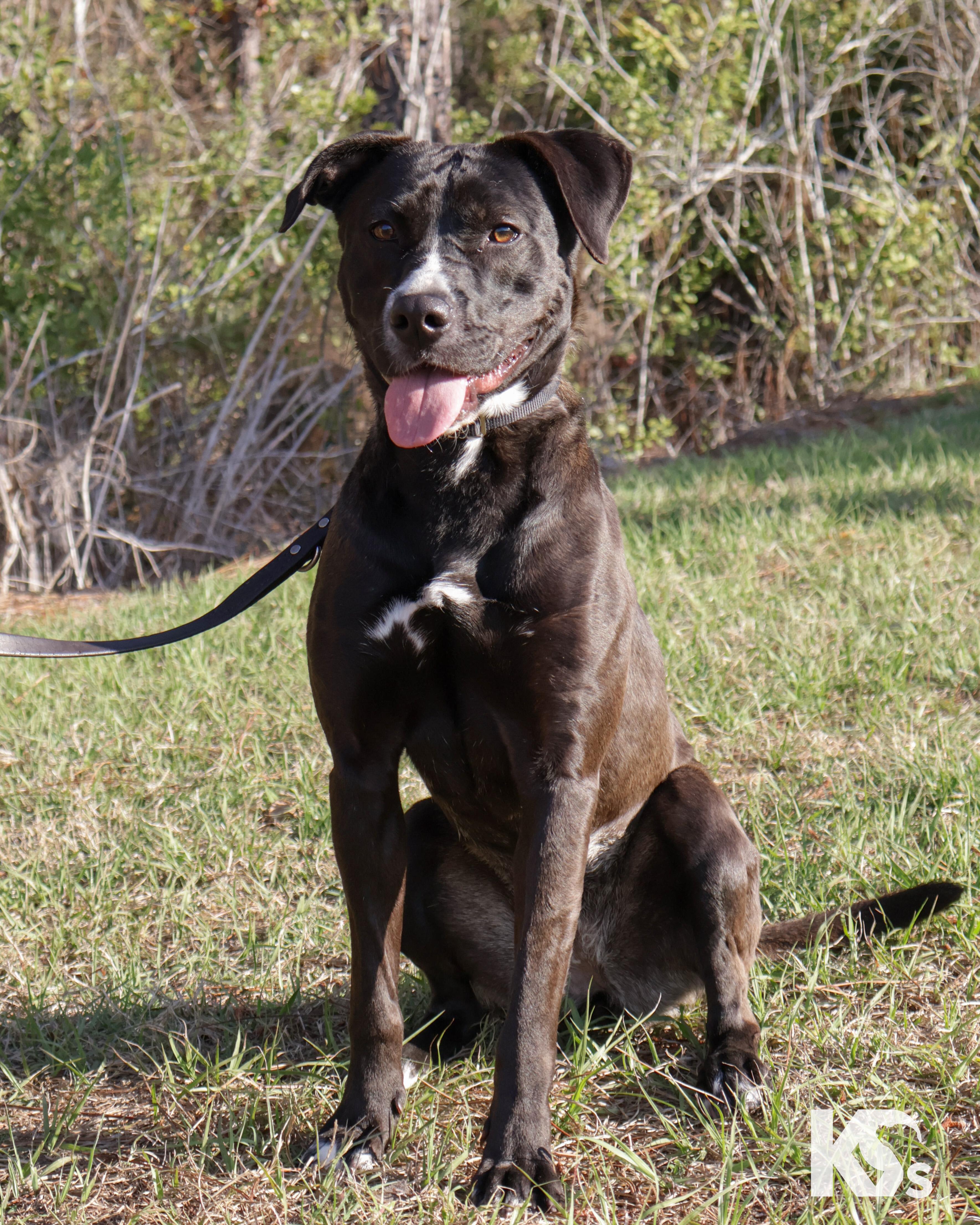 Enlarge Terra, a ADOPTABLE mixed breed in Ponte Vedra, FL image 4/5