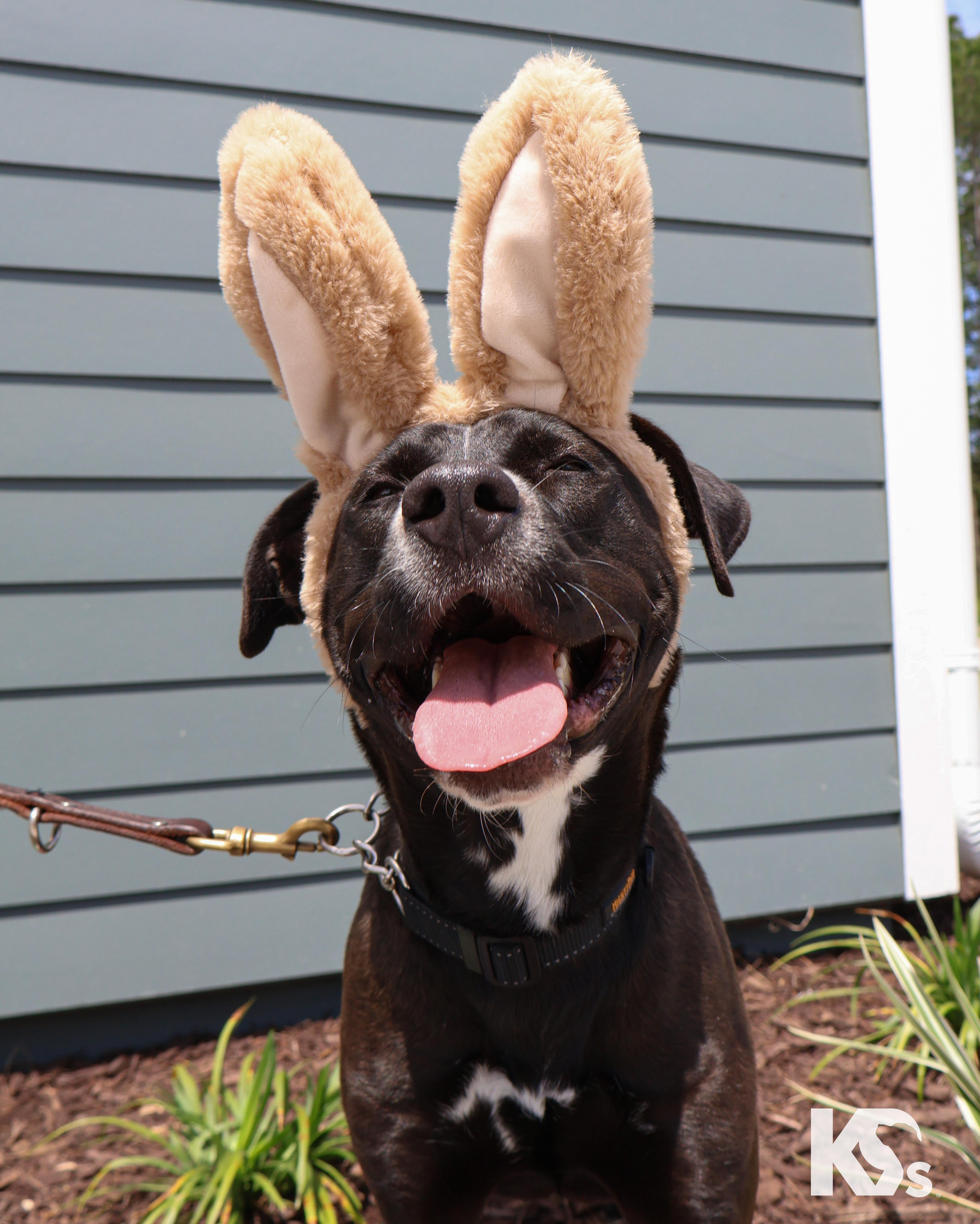 Enlarge Terra, an adopted mixed breed in Ponte Vedra, FL image 2/6