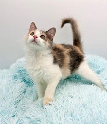 Epiphet, an adopted Dilute Calico in Covington, LA image 2/6