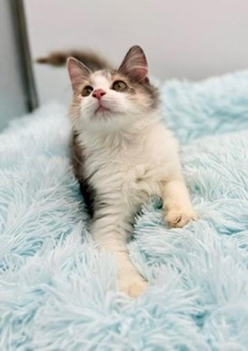 Epiphet, an adopted Dilute Calico in Covington, LA image 4/6