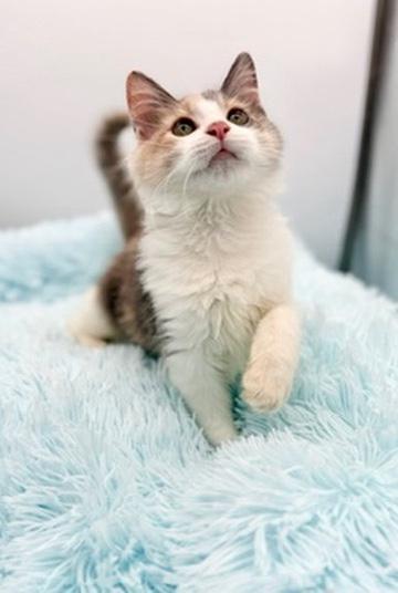 Epiphet, an adopted Dilute Calico in Covington, LA image 1/6