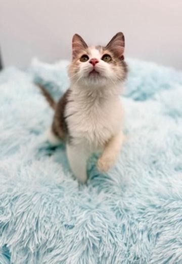 Epiphet, an adopted Dilute Calico in Covington, LA image 6/6