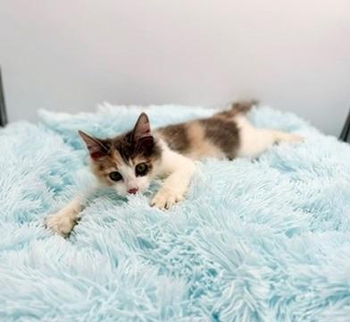 Epiphet, an adopted Dilute Calico in Covington, LA image 3/6