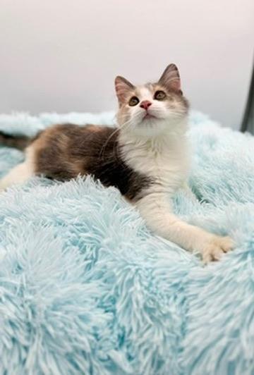 Epiphet, an adopted Dilute Calico in Covington, LA image 5/6