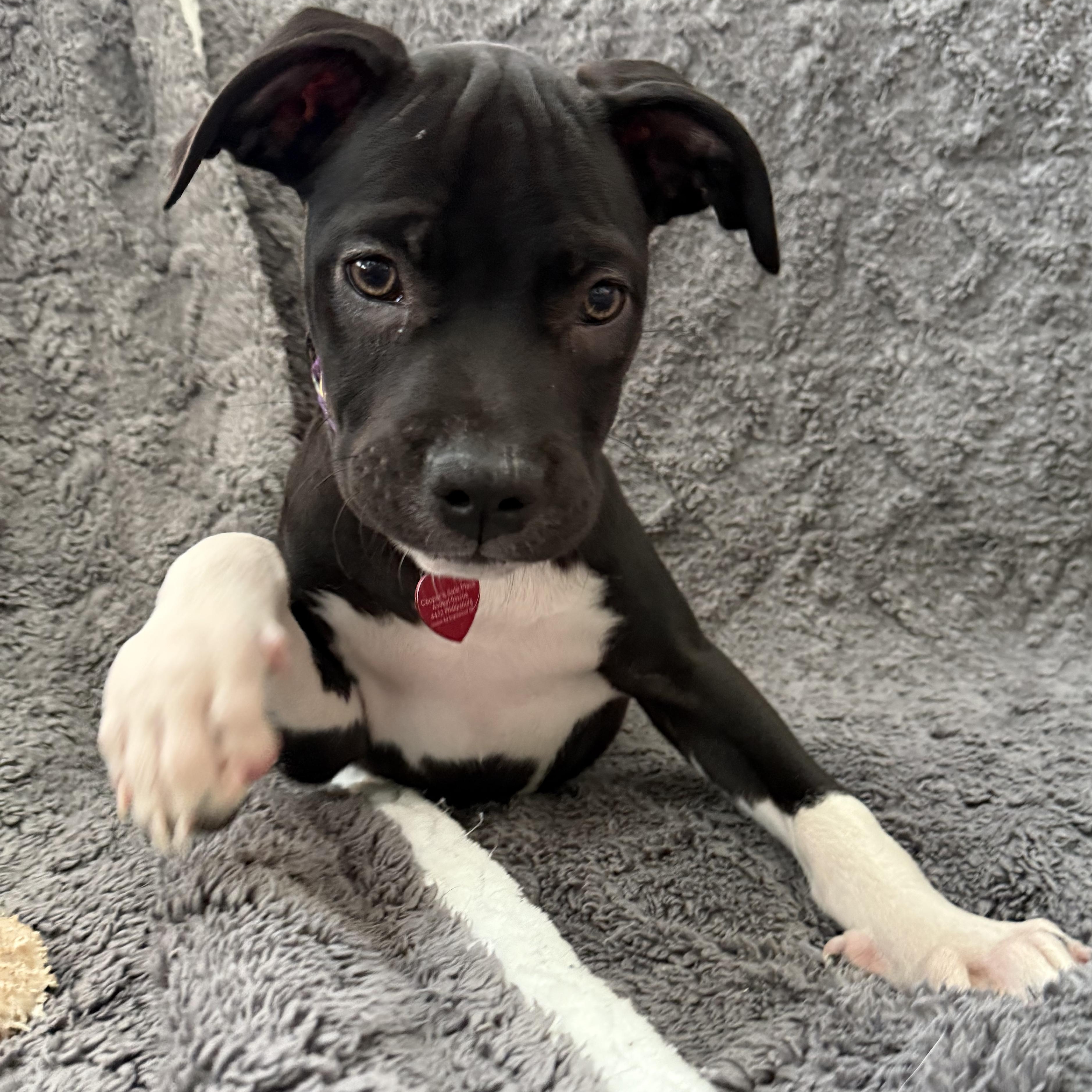 Hawthorne, a Adopted mixed breed in Englewood, OH image 3/6