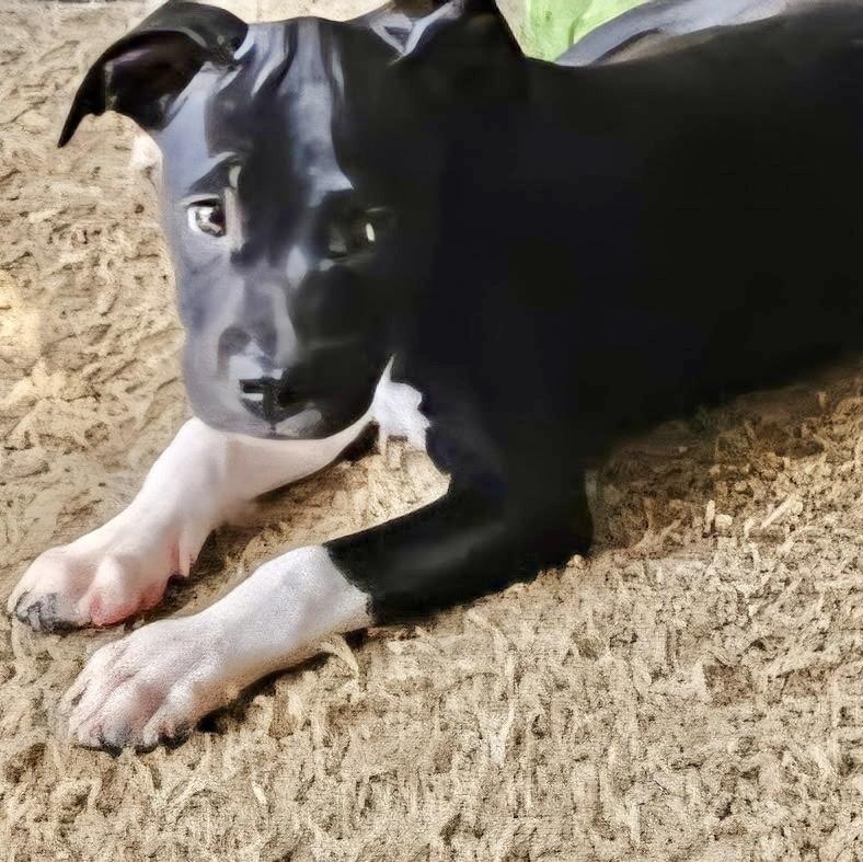 Hawthorne, a Adopted mixed breed in Englewood, OH image 5/6