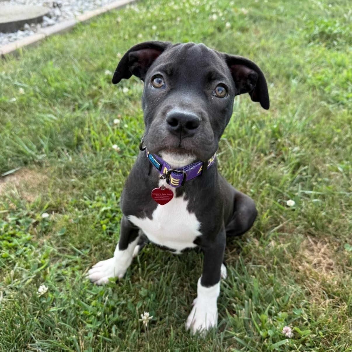 Hawthorne, a Adopted mixed breed in Englewood, OH image 2/6