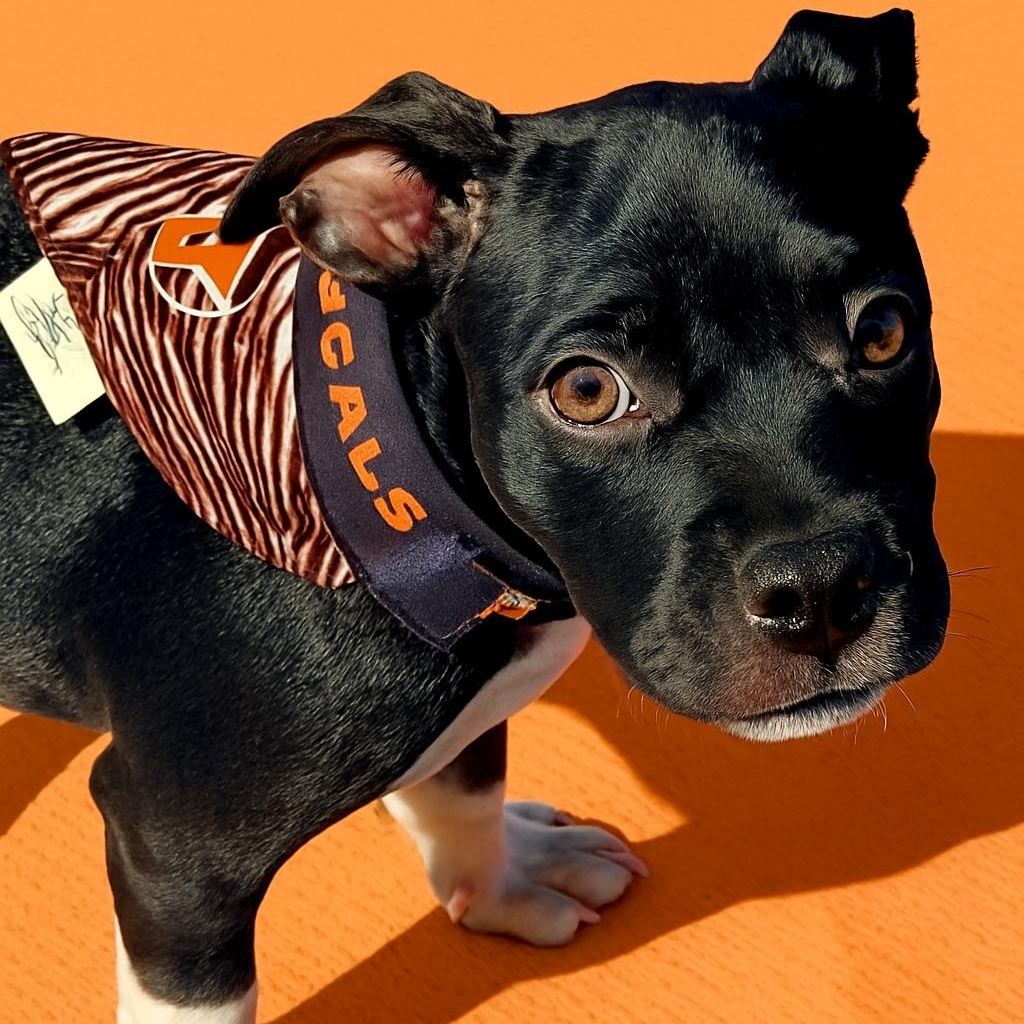 Hawthorne, Adopted, Puppy Male Boxer.