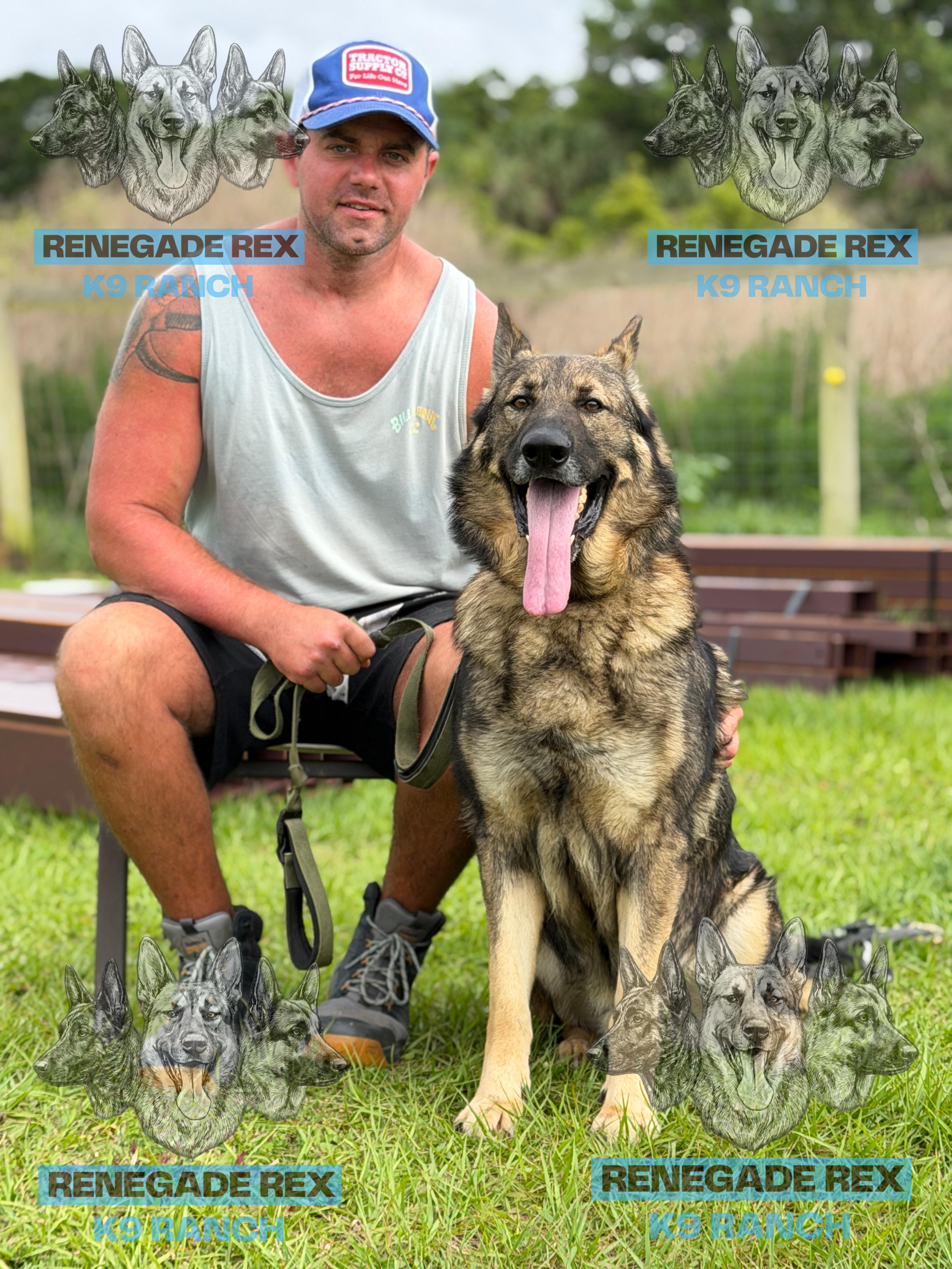 Enlarge Carson, a Adoptable German Shepherd Dog in Port Saint Lucie, FL image 2/3