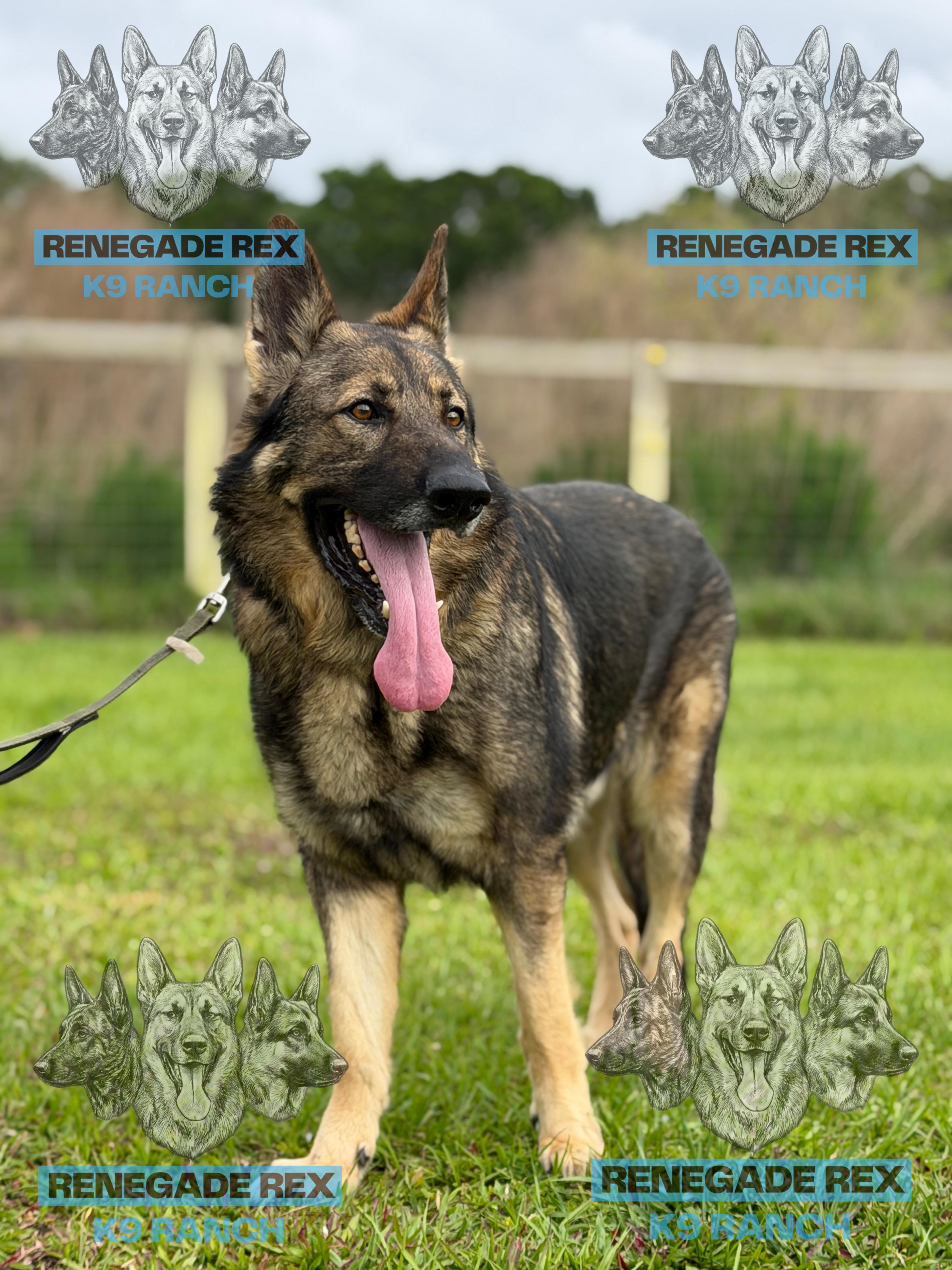 Carson, Adoptable, Adult Male German Shepherd Dog.