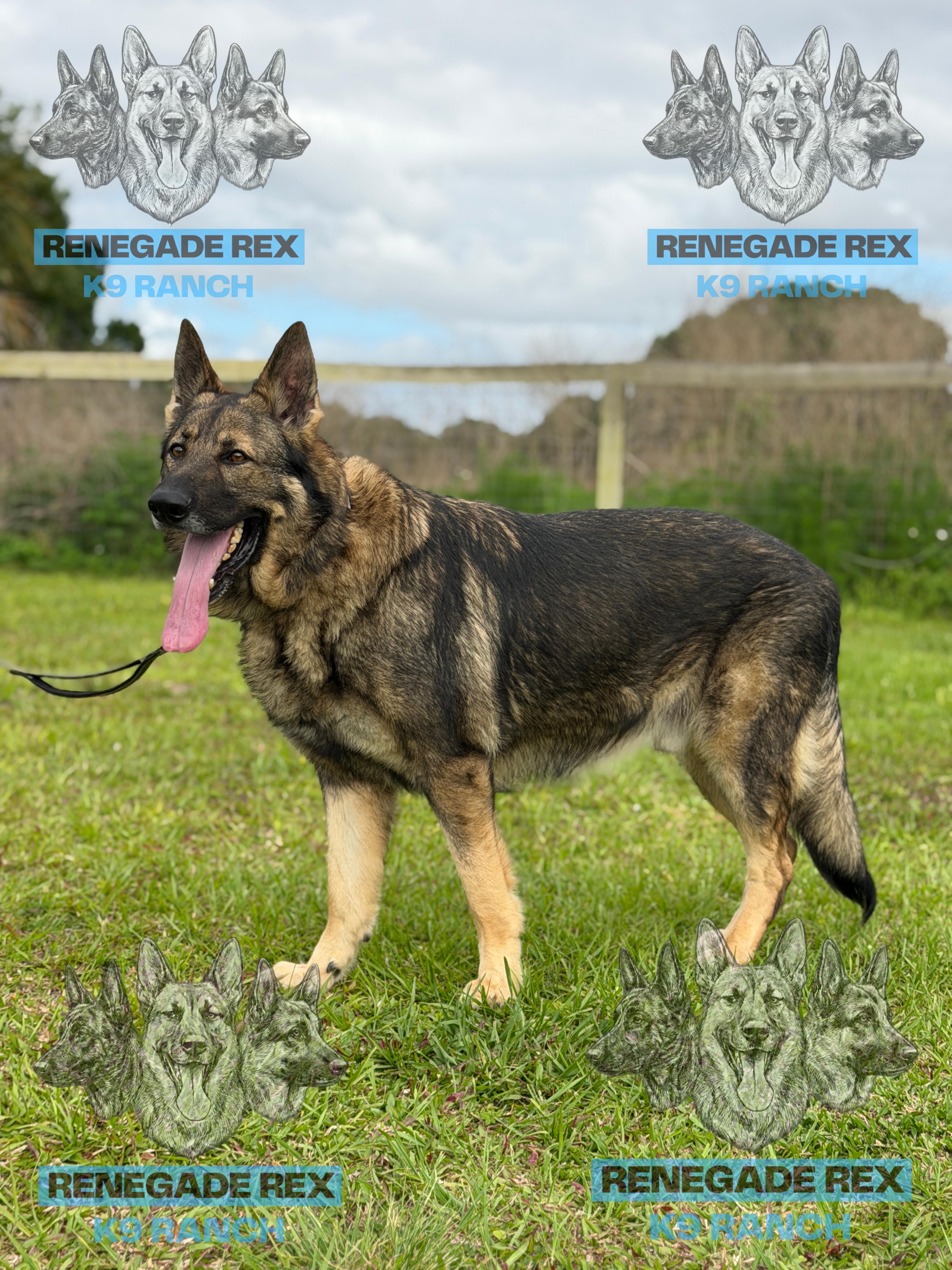 Enlarge Carson, a Adoptable German Shepherd Dog in Port Saint Lucie, FL image 3/3