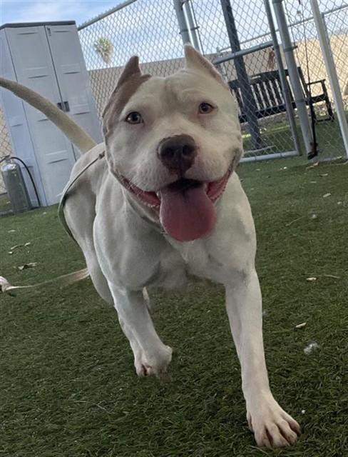 HEAVEN, Adoptable, Young Female Pit Bull Terrier.