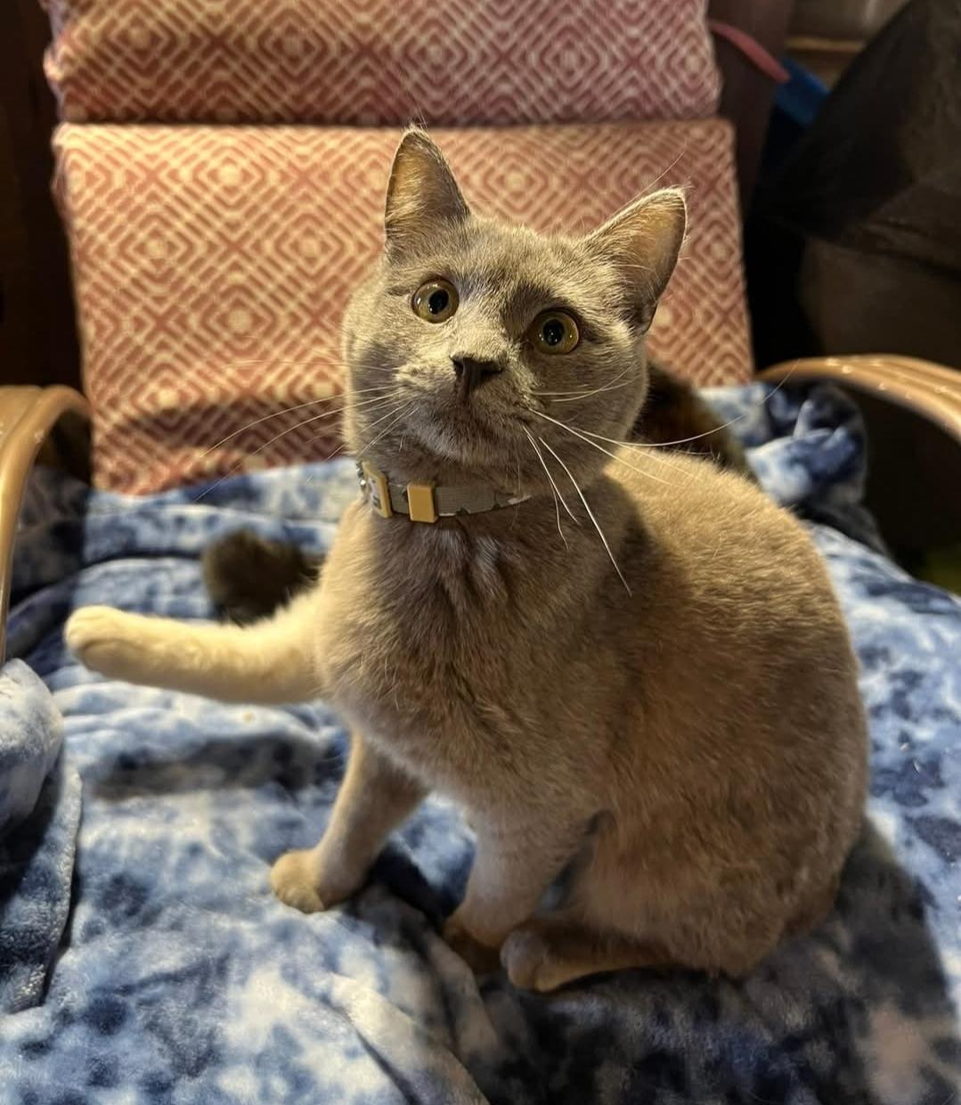 Clara, Baby Female American Shorthair
