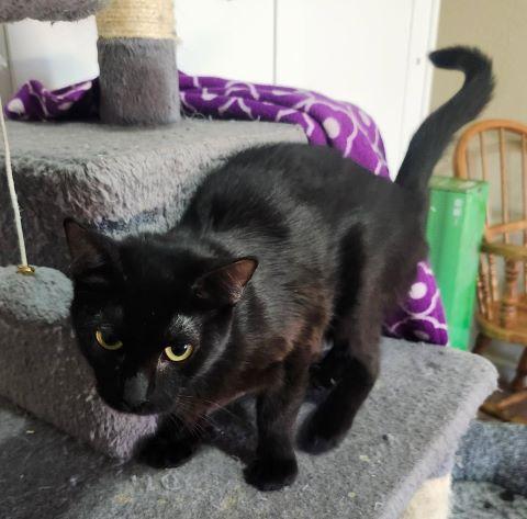Serenity, Adoptable, Adult Female Domestic Short Hair.