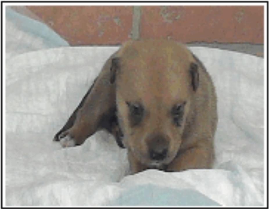 Indiana, Adoptable, Puppy Female Rottweiler.