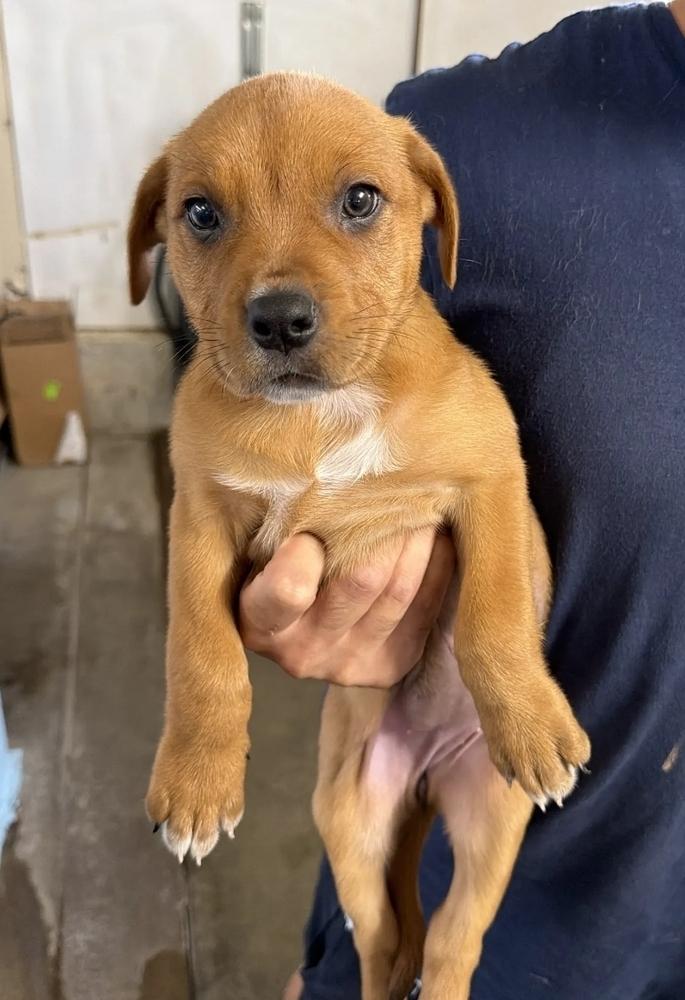 Enlarge Indiana, a Adoptable mixed breed in Sedalia, CO image 3/5