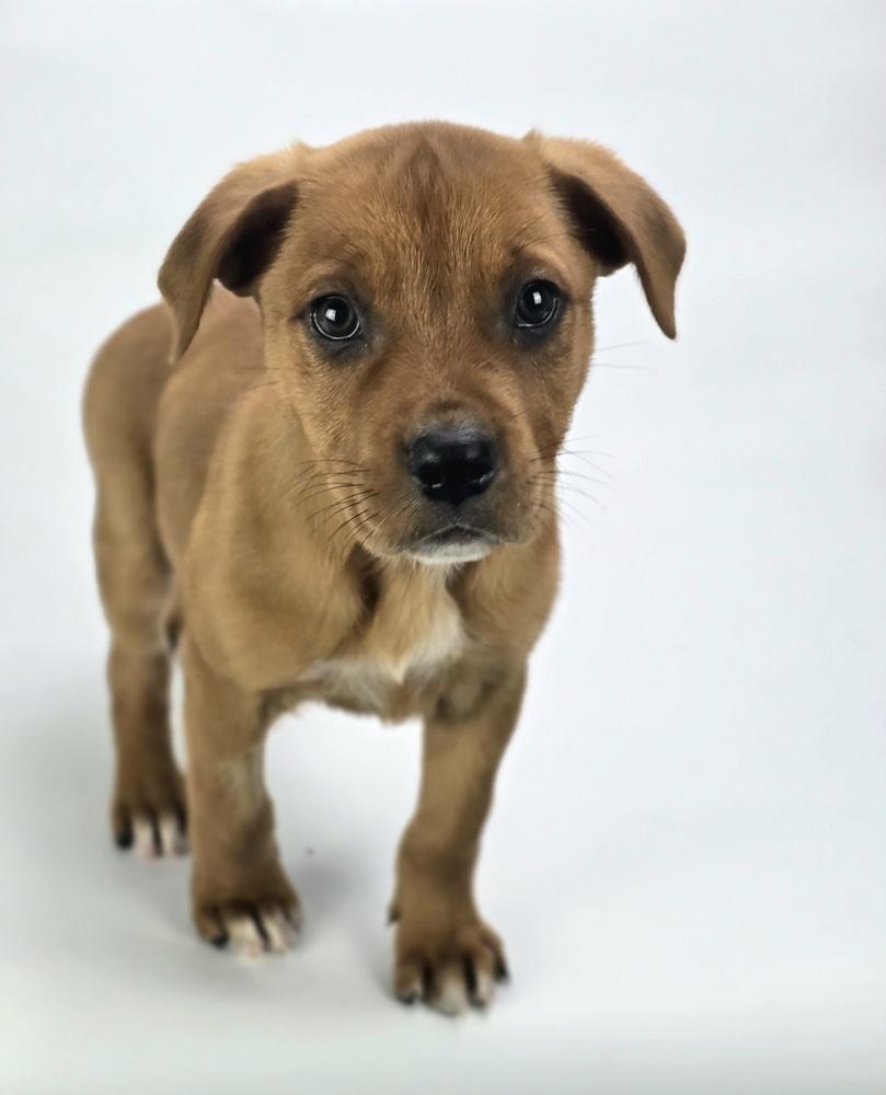 Enlarge Indiana, a Adoptable mixed breed in Sedalia, CO image 4/5
