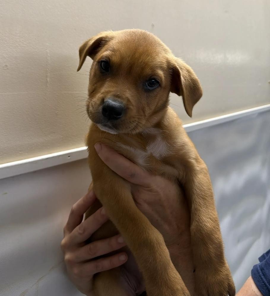 Enlarge Indiana, a Adoptable mixed breed in Sedalia, CO image 5/5