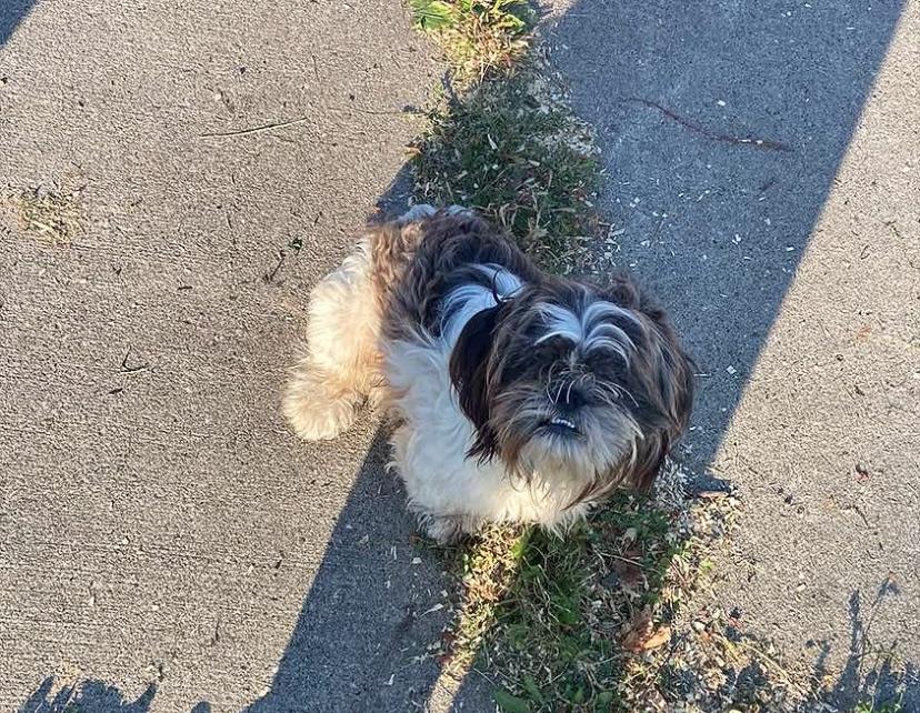 Gucci, Adoptable, Adult Male Shih Tzu.