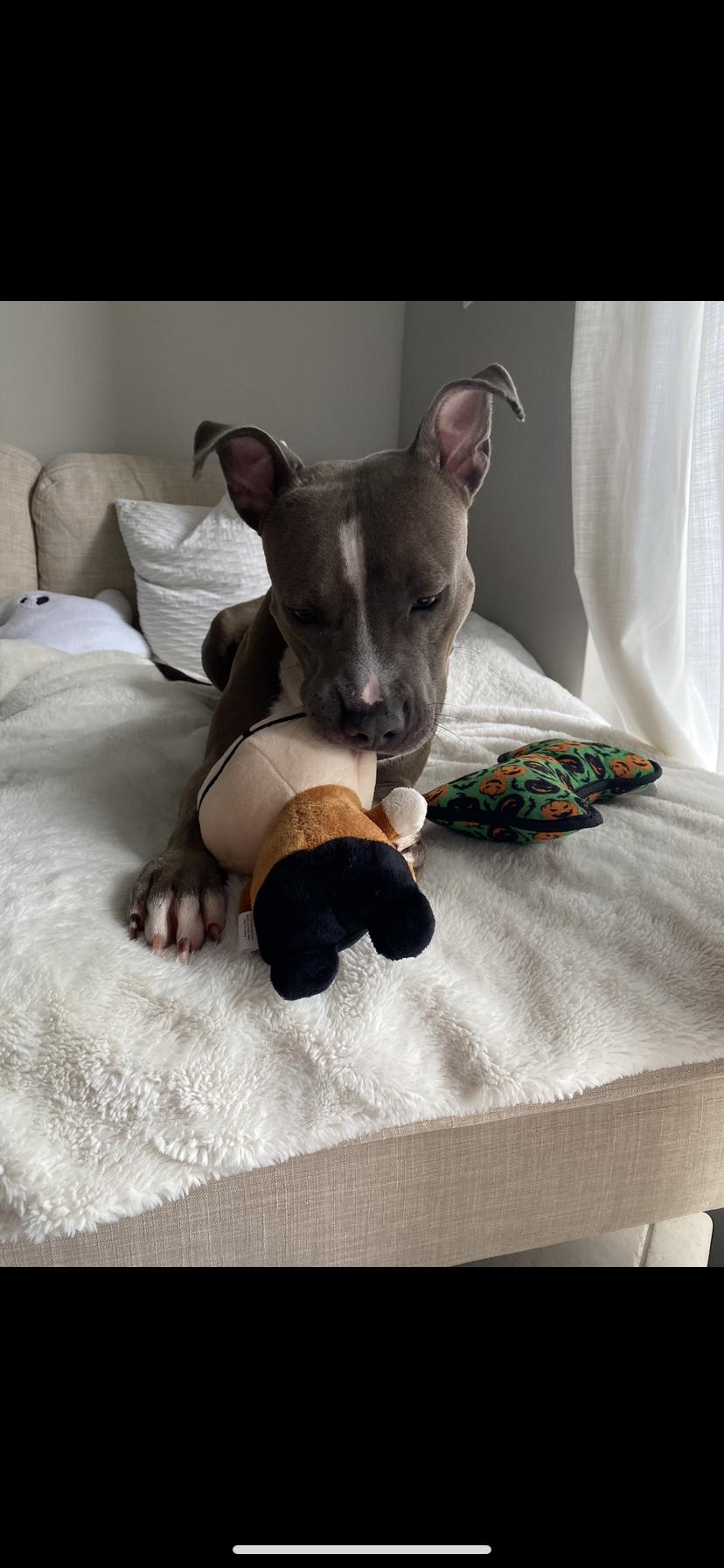 Enlarge Kobe, a Adoptable mixed breed in Fort Lauderdale, FL image 3/6