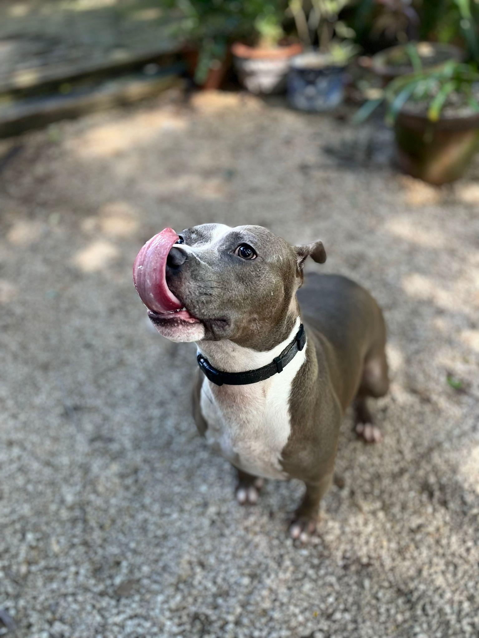 Enlarge Kobe, a Adoptable mixed breed in Fort Lauderdale, FL image 6/6