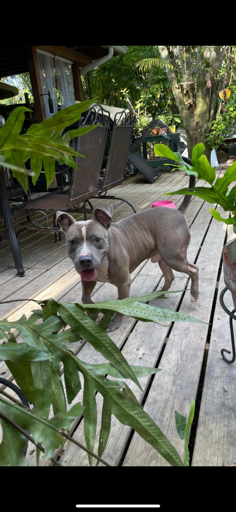 Enlarge Kobe, a Adoptable mixed breed in Fort Lauderdale, FL image 5/6