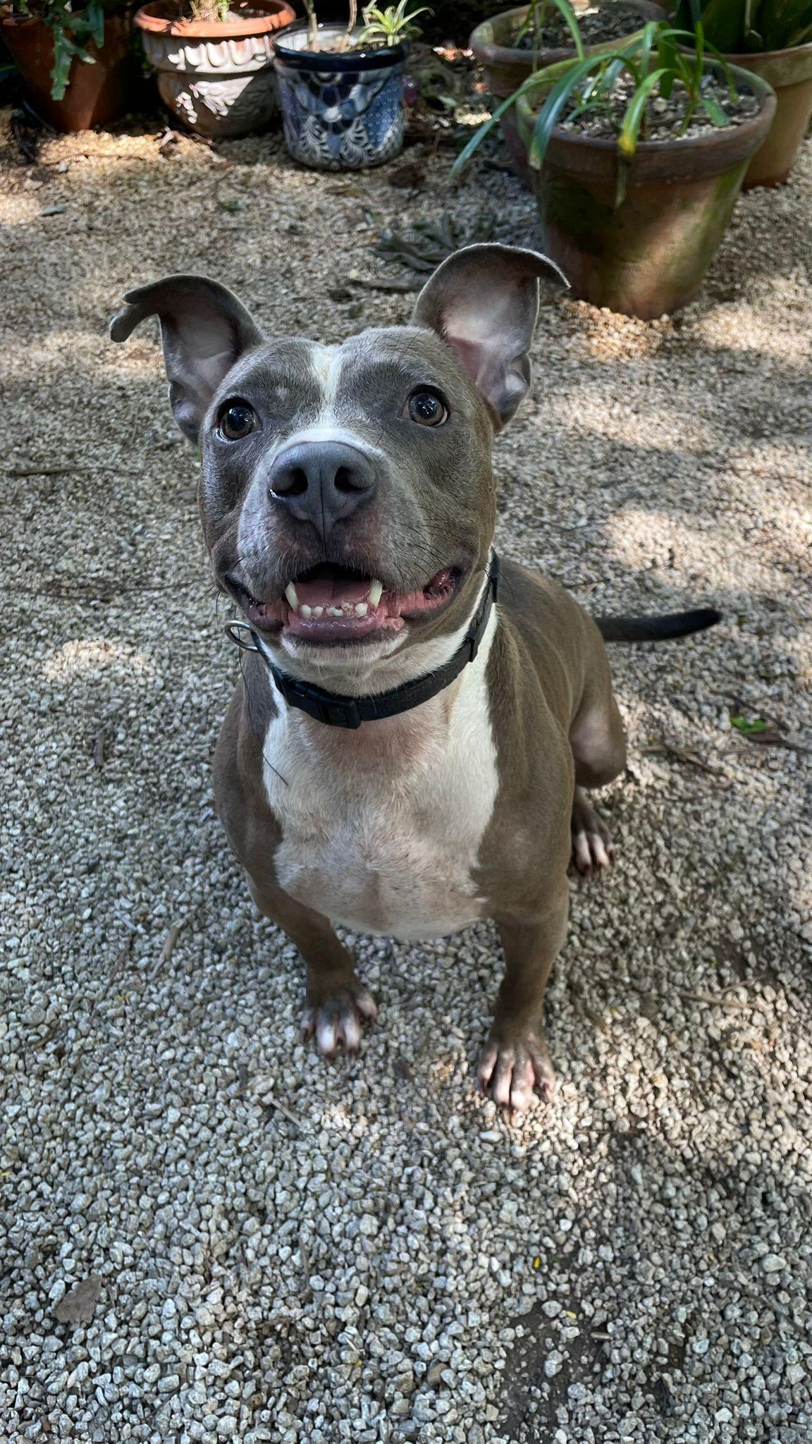 Enlarge Kobe, a Adoptable mixed breed in Fort Lauderdale, FL image 4/6