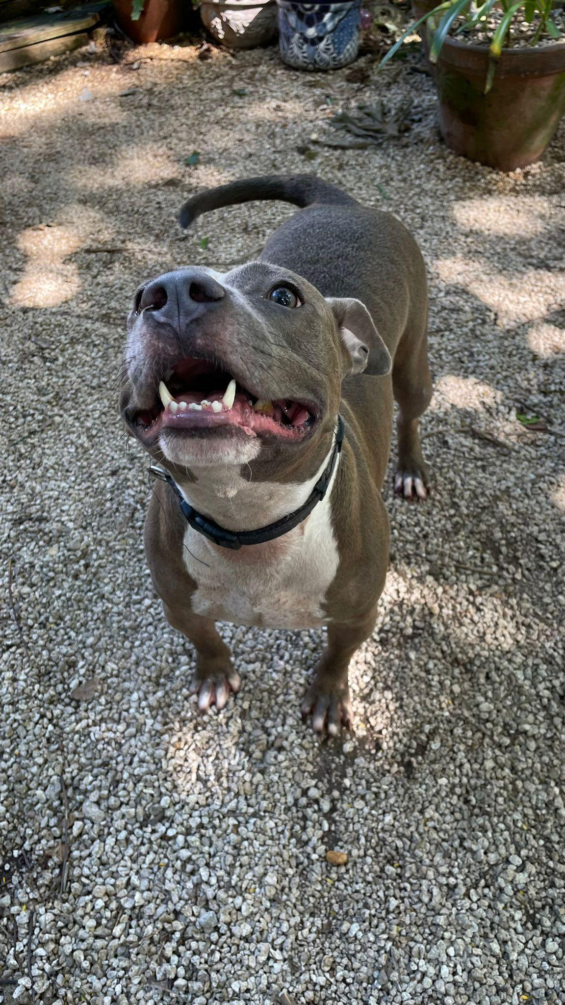 Enlarge Kobe, a Adoptable mixed breed in Fort Lauderdale, FL image 1/6