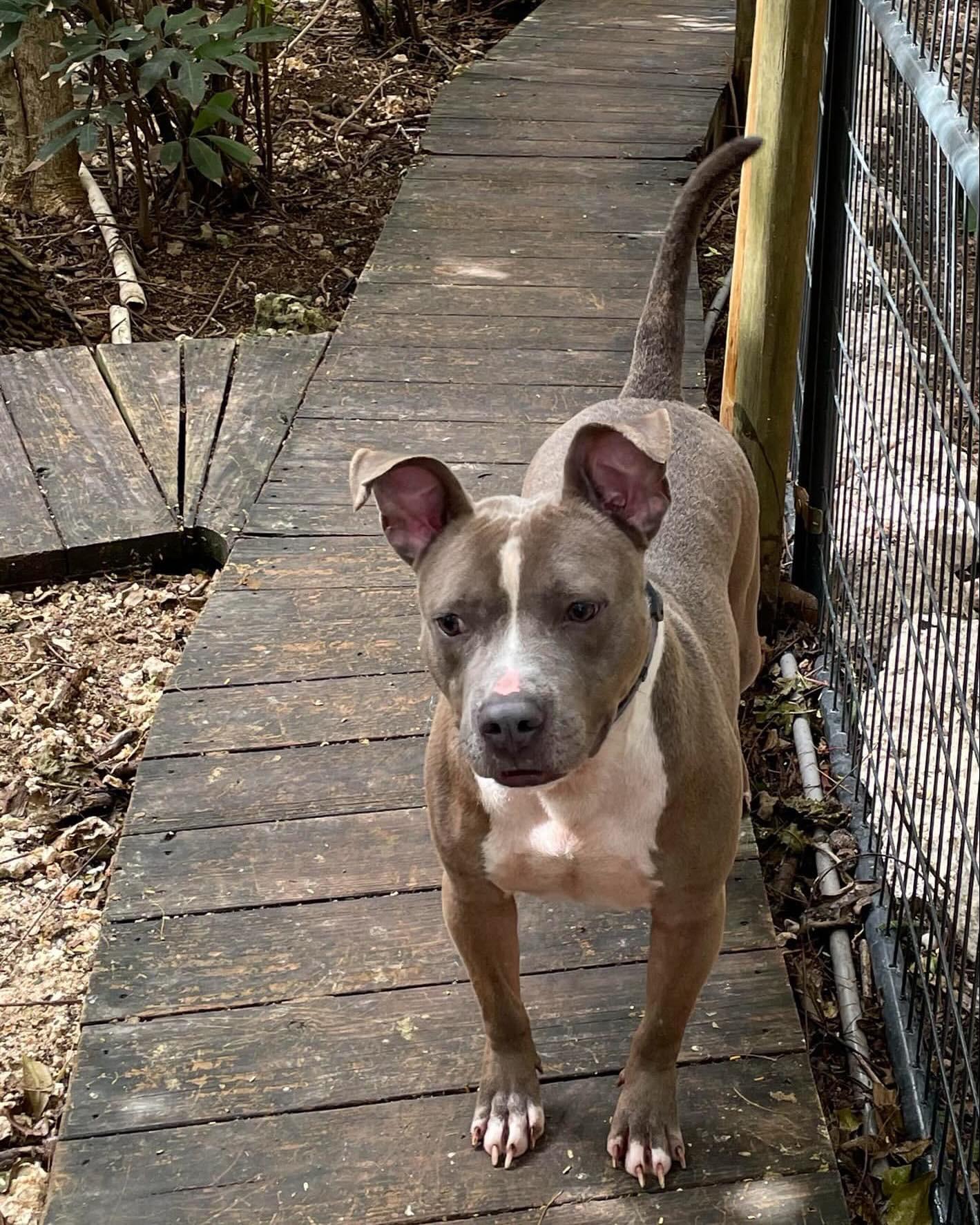 Enlarge Kobe, a Adoptable mixed breed in Fort Lauderdale, FL image 2/6