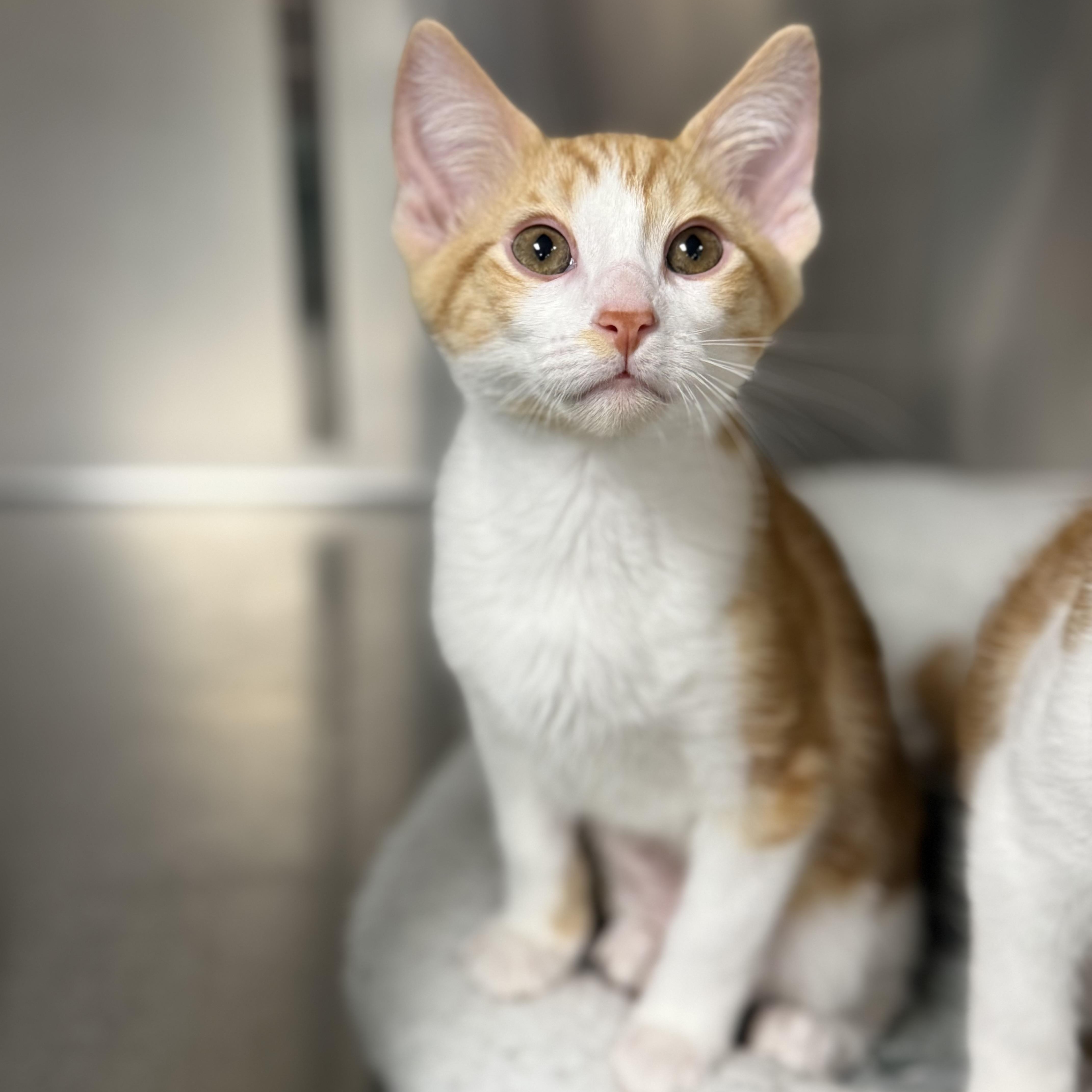 Enlarge Legend, a Adoptable Domestic Short Hair in Collierville, TN image 3/4