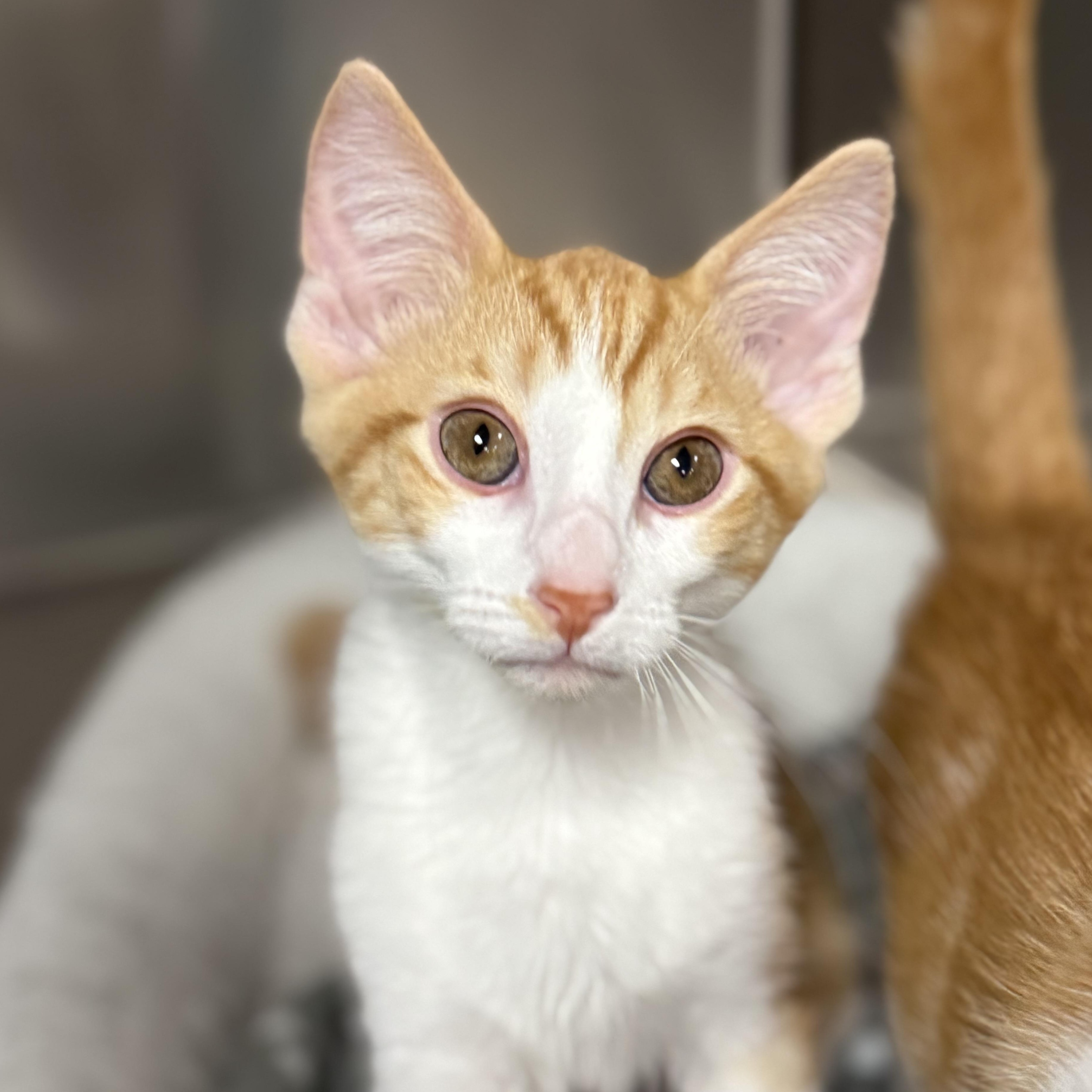 Enlarge Legend, a Adoptable Domestic Short Hair in Collierville, TN image 1/4