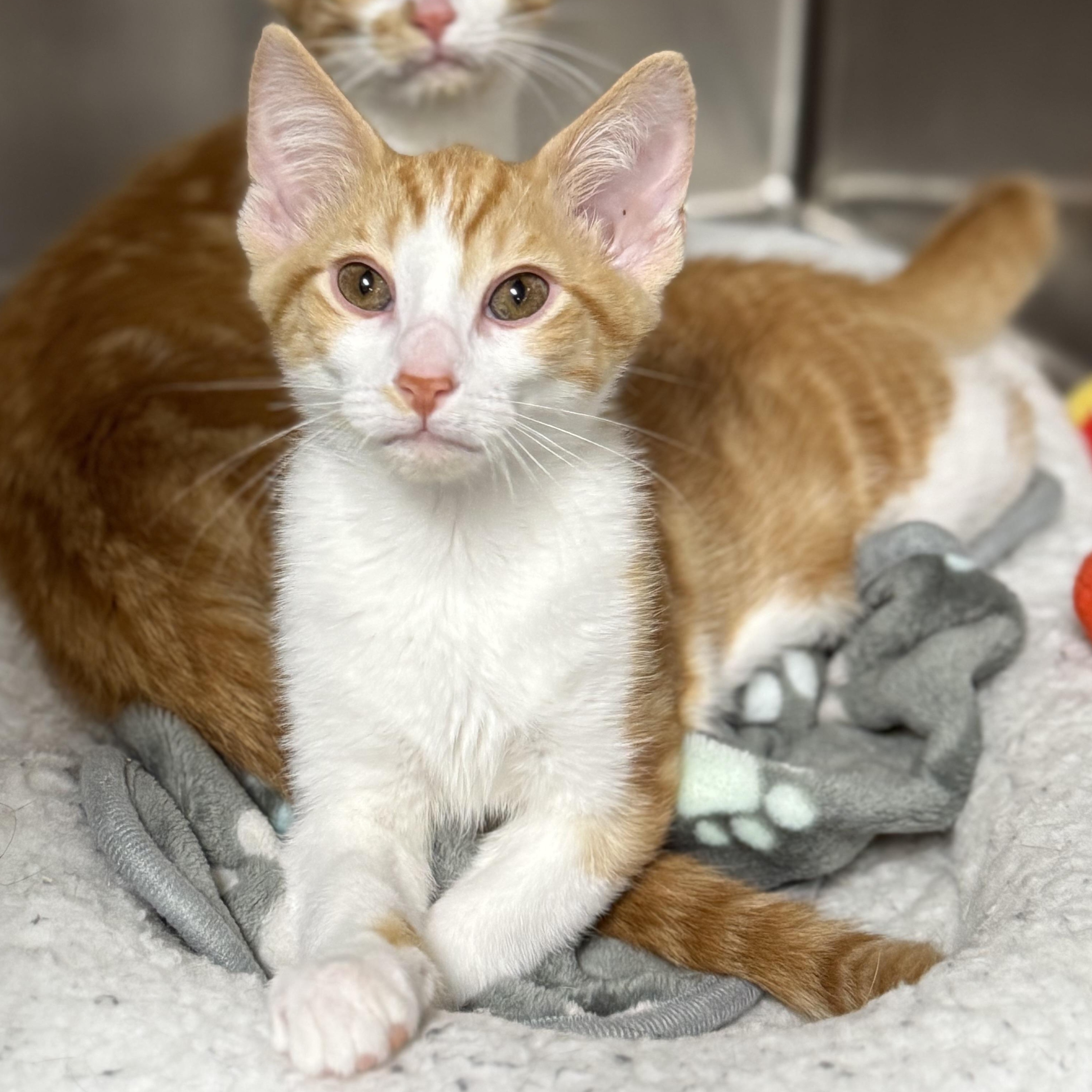 Enlarge Legend, a Adoptable Domestic Short Hair in Collierville, TN image 4/4