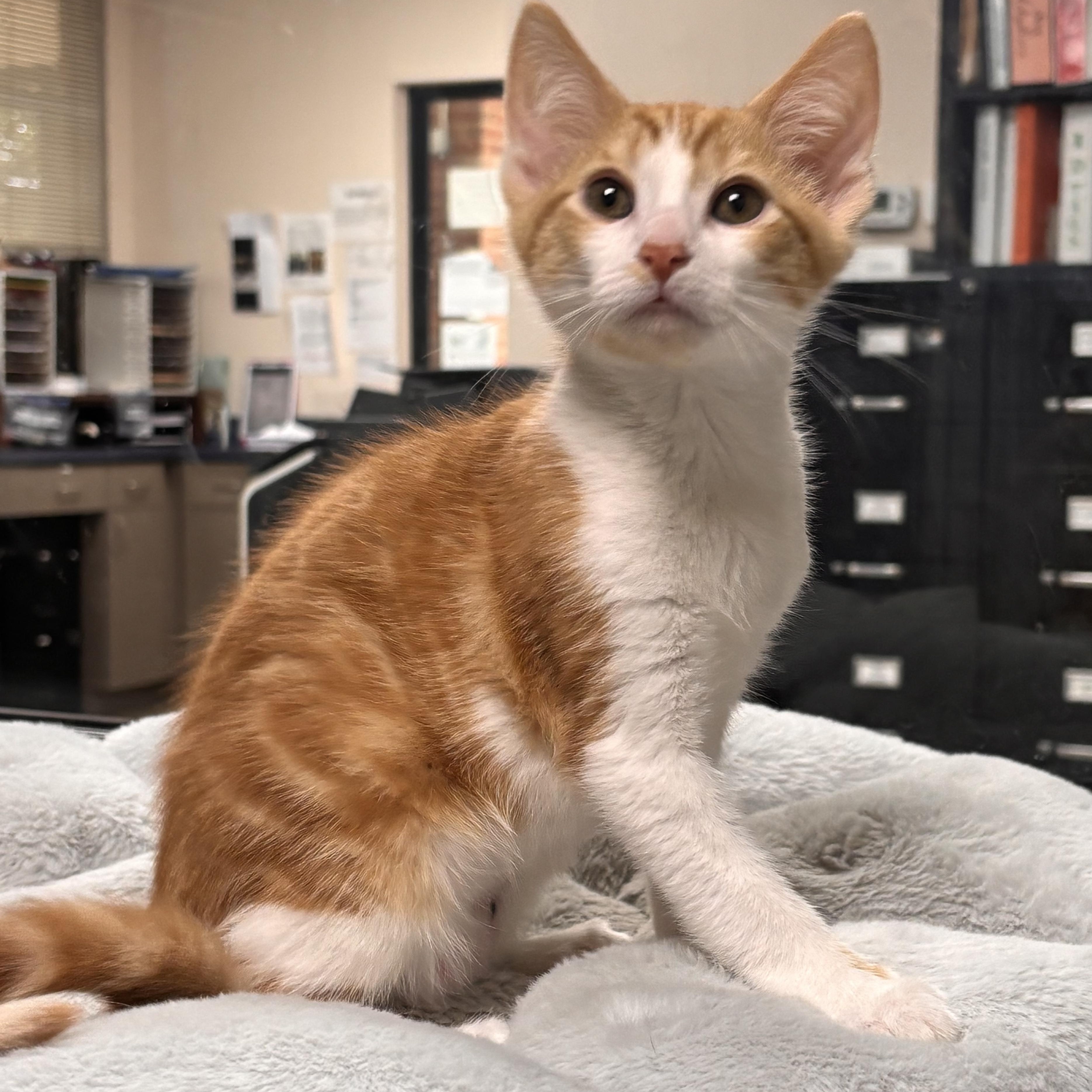 Enlarge Legend, a Adoptable Domestic Short Hair in Collierville, TN image 2/4