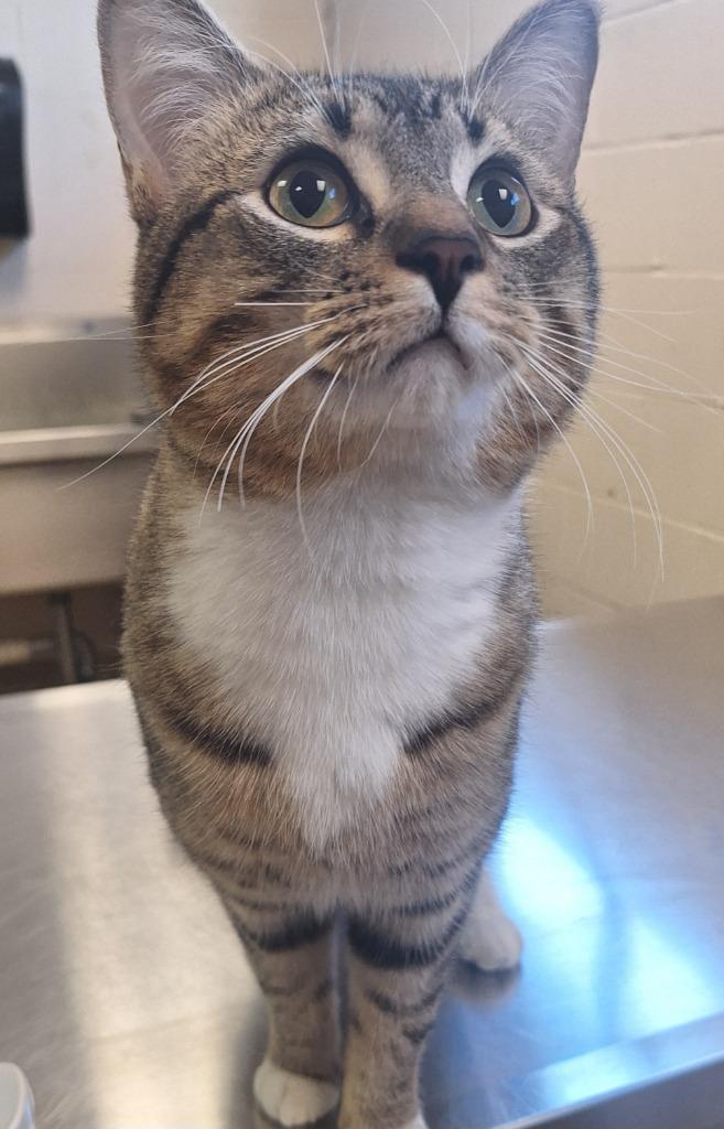 Enlarge Butters, a Adoptable mixed breed in Grand Forks, ND image 1/3