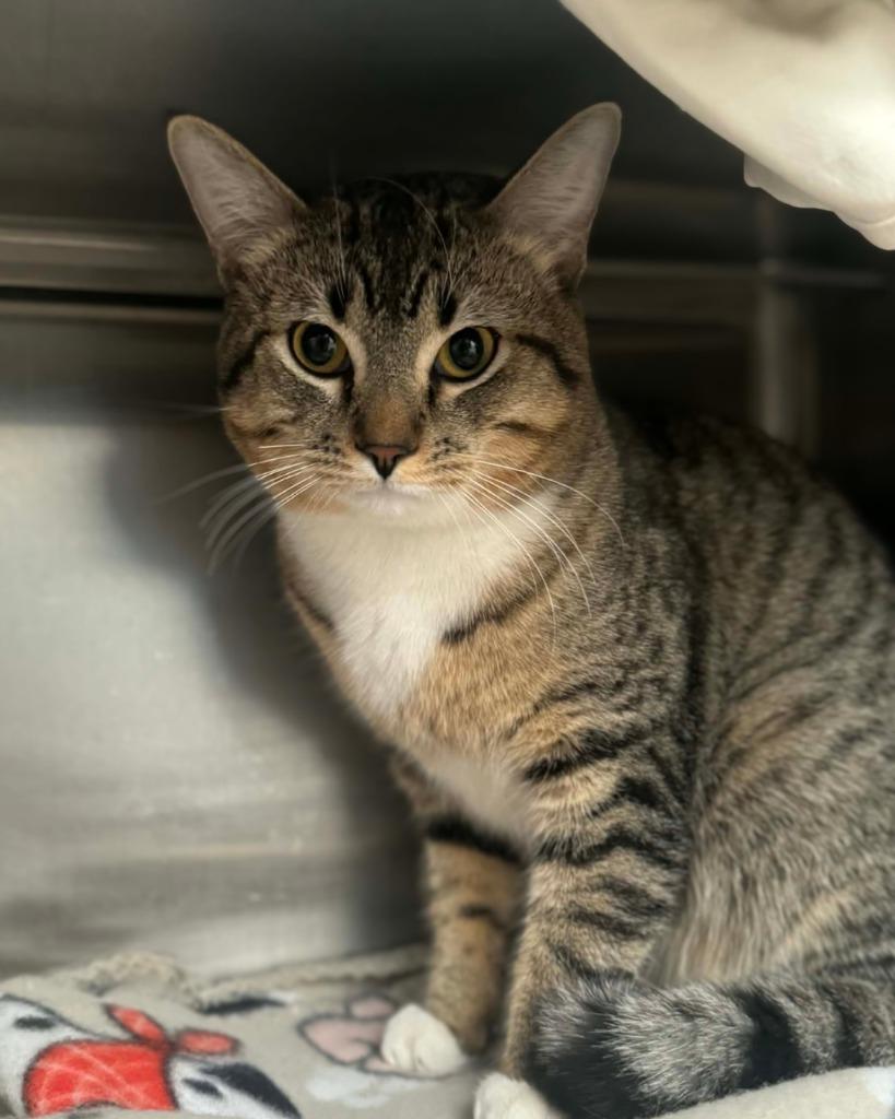 Enlarge Butters, a Adoptable mixed breed in Grand Forks, ND image 3/3