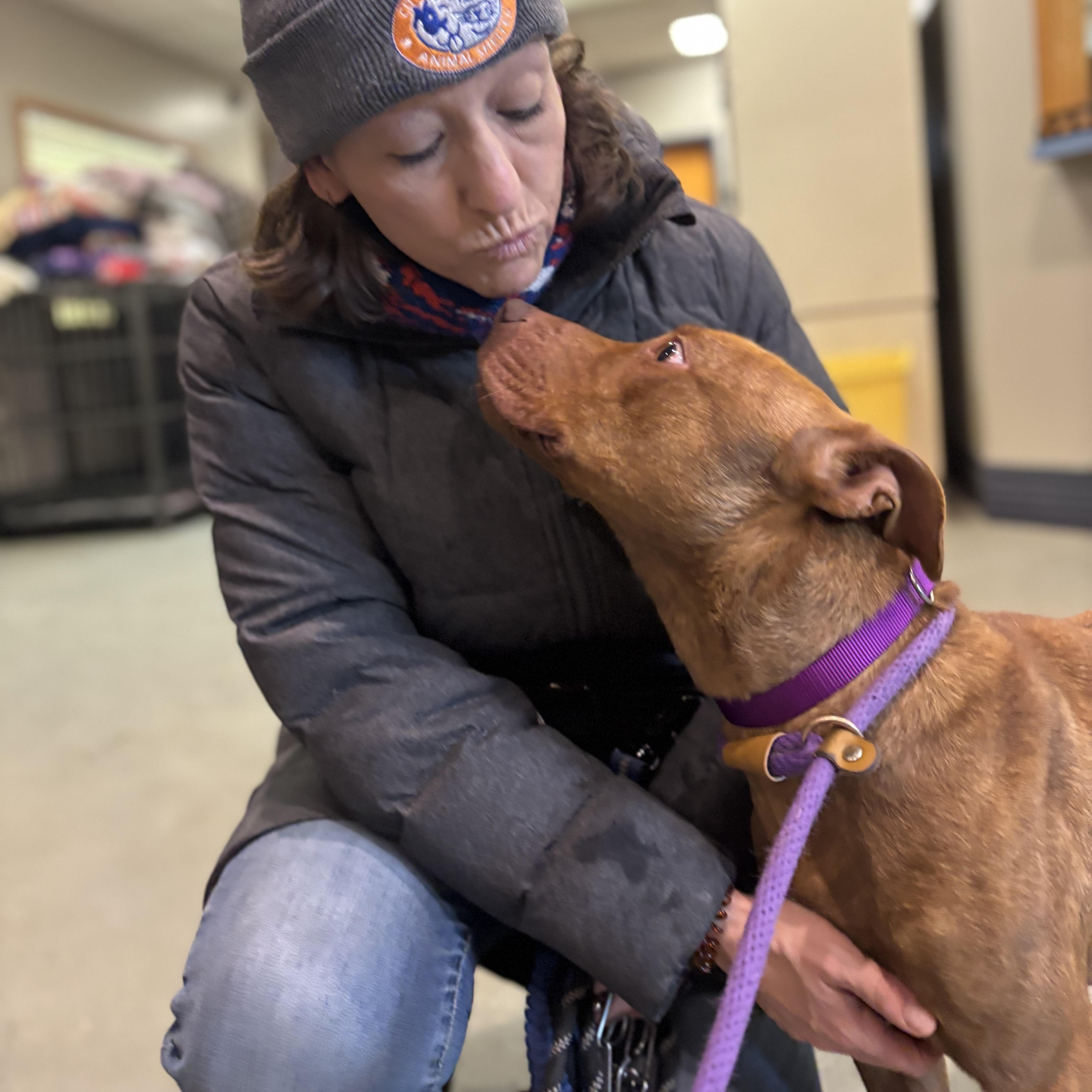 Enlarge Penny, a ADOPTABLE Pit Bull Terrier in Buffalo, NY image 2/5