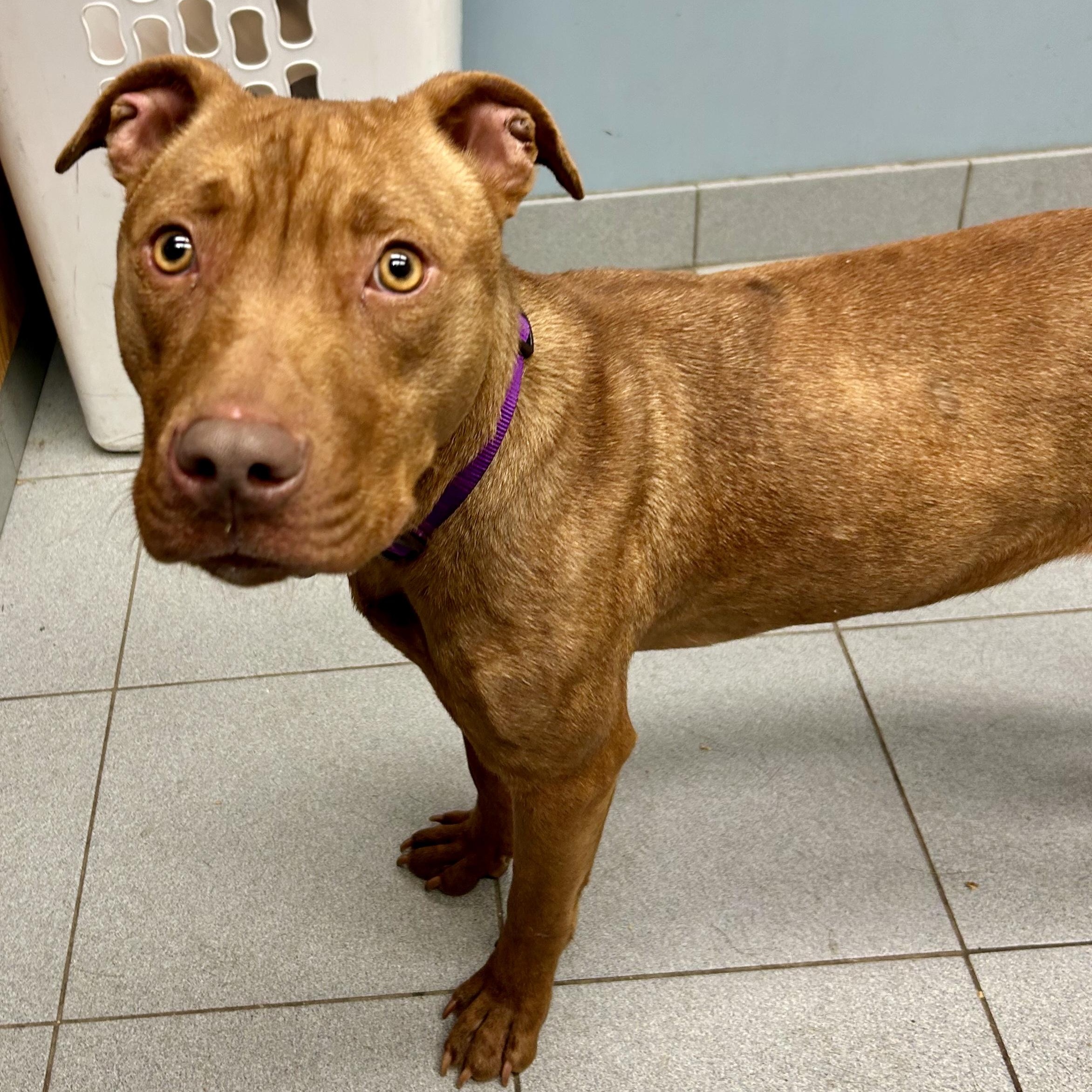 Enlarge Penny, a ADOPTABLE Pit Bull Terrier in Buffalo, NY image 5/5