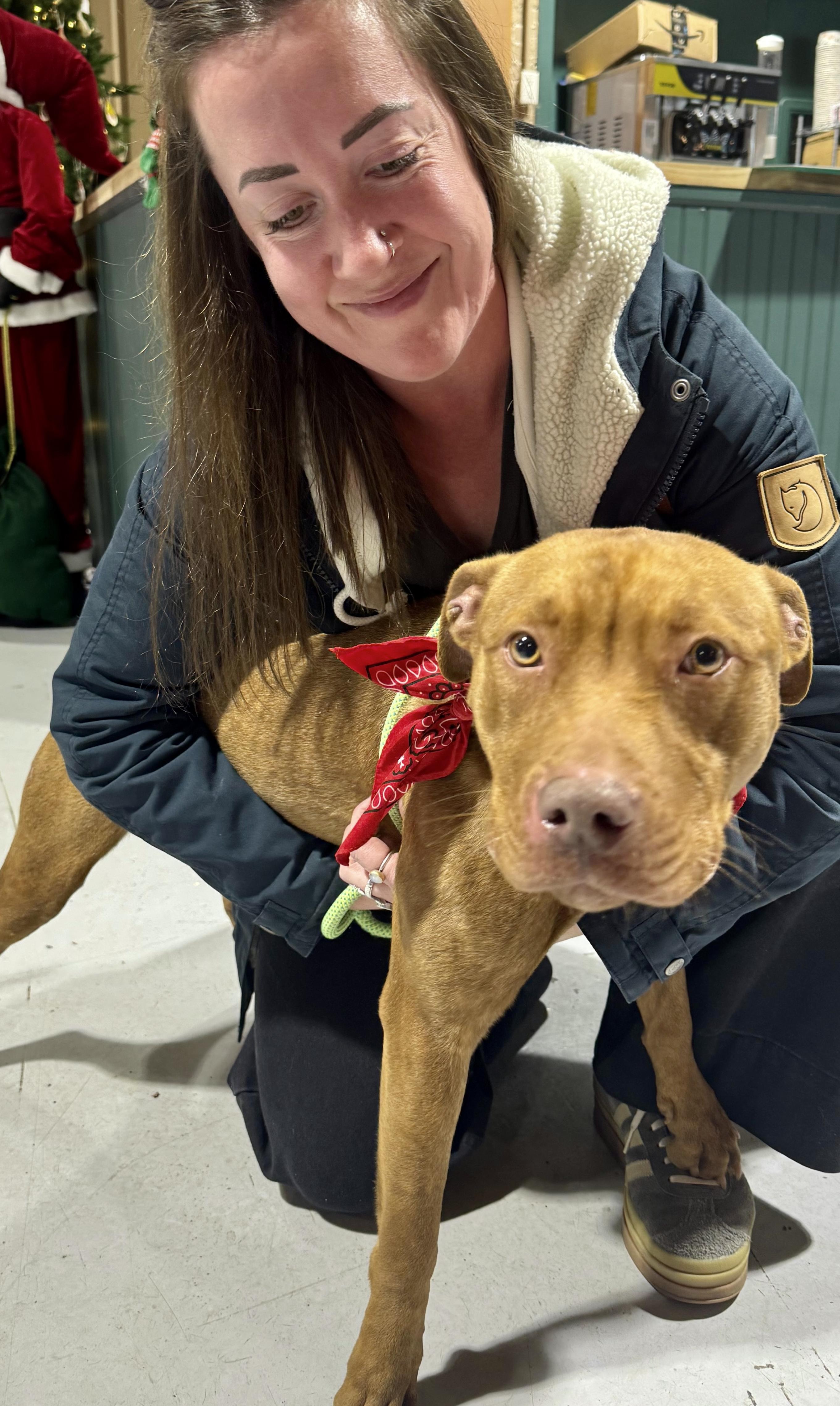 Enlarge Penny, a ADOPTABLE Pit Bull Terrier in Buffalo, NY image 4/5