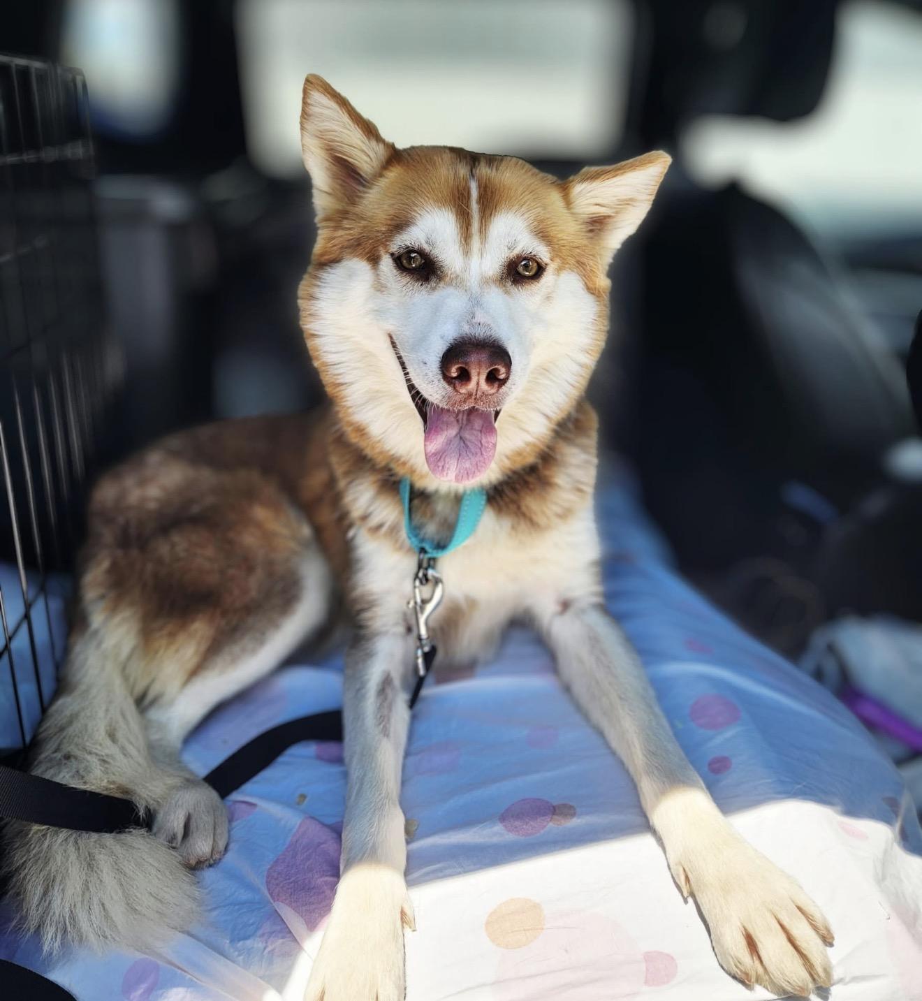 Maple, a ADOPTABLE Husky in Hales corners, WI image 1/5