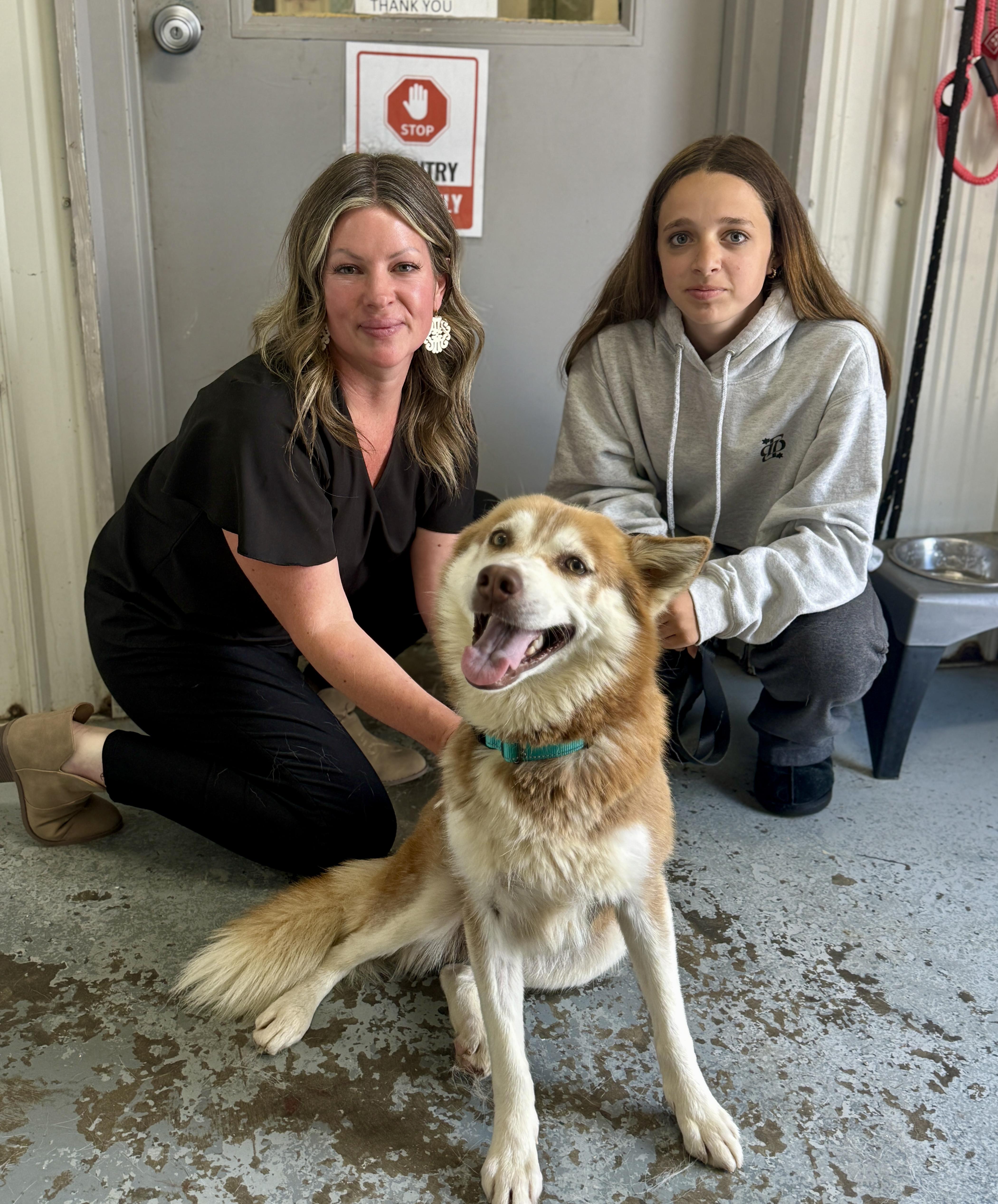 Maple, a ADOPTABLE Husky in Hales corners, WI image 4/5