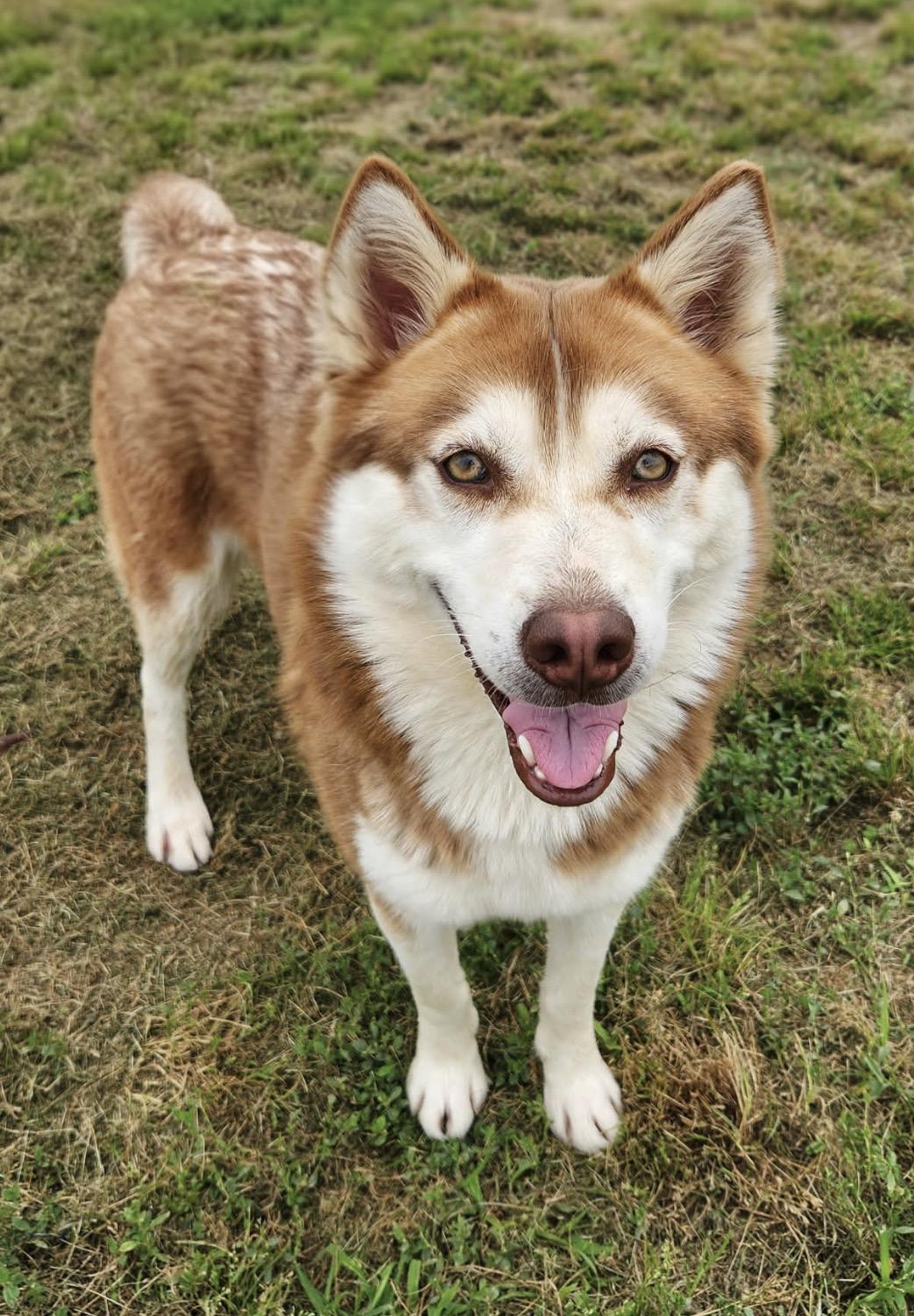 Maple, a ADOPTABLE Husky in Hales corners, WI image 2/5