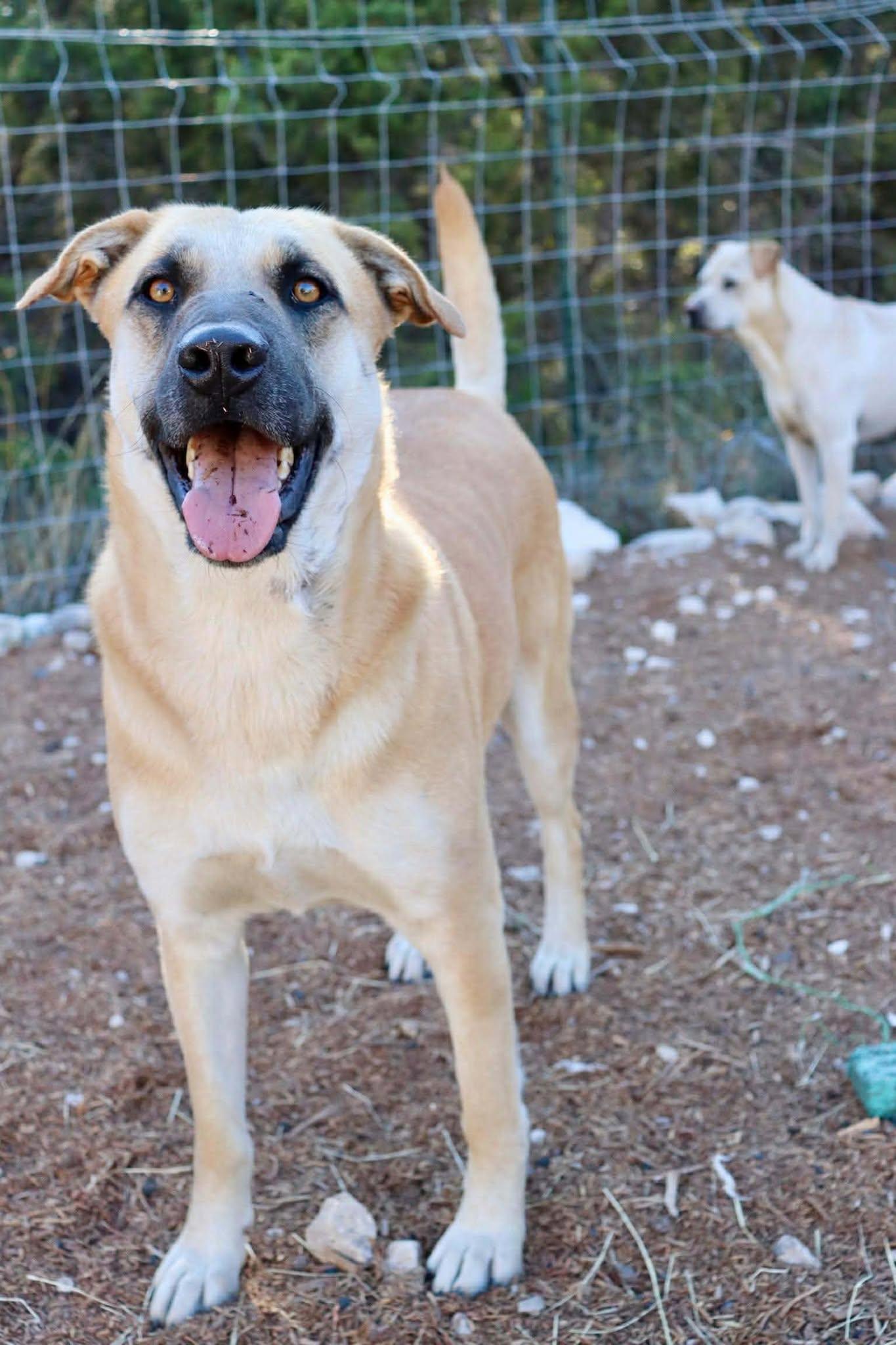 Enlarge HollyBerry, a Adoptable mixed breed in Redmond, WA image 3/5