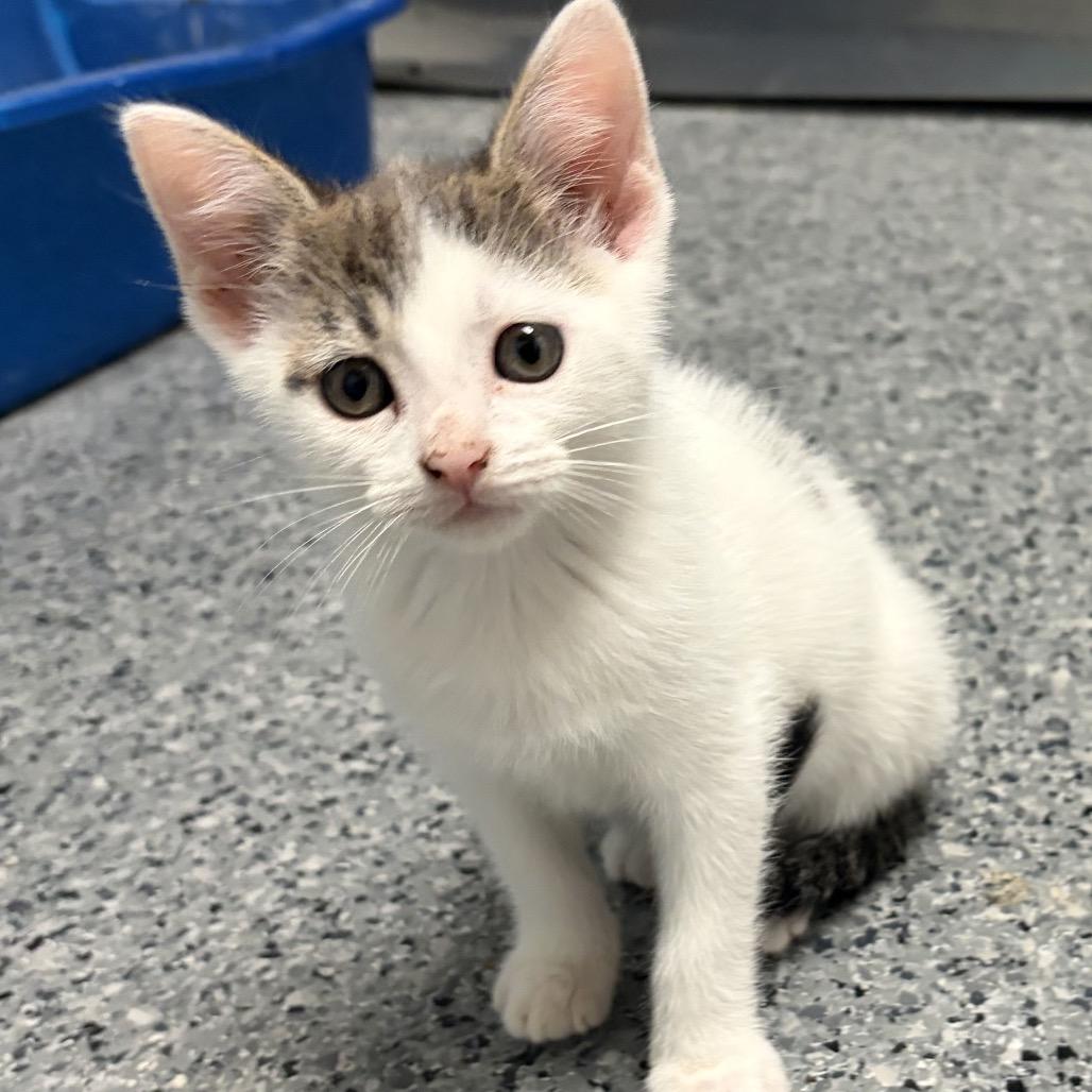 Enlarge Spot, a Adoptable Domestic Short Hair in Circleville, OH image 1/1